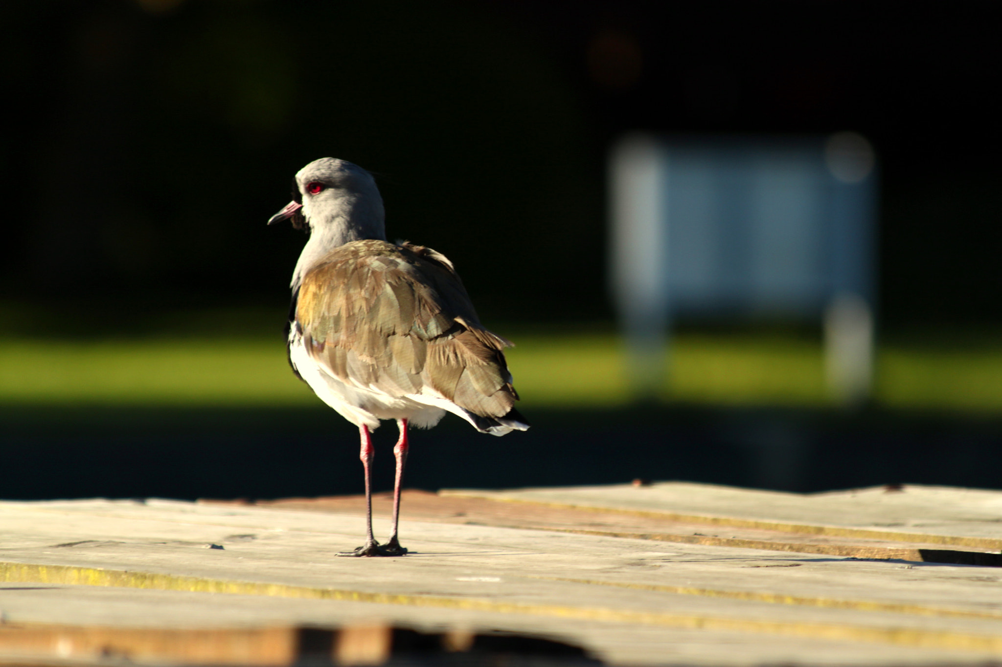 Canon EF 70-300mm F4-5.6 IS USM sample photo. Red eyes photography