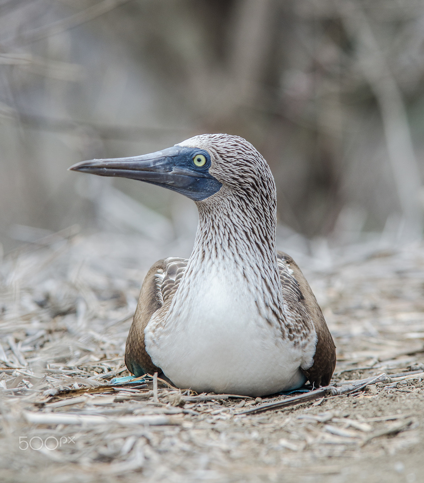 Sigma 70-200mm F2.8 EX DG OS HSM sample photo. Blue-footed booby photography