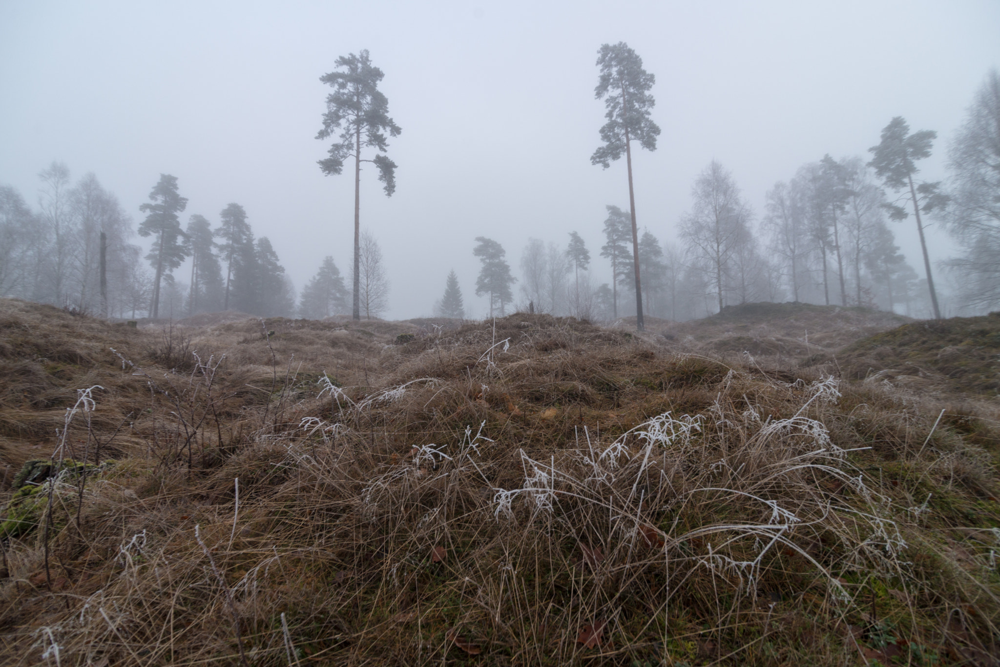 Tokina AT-X Pro 11-16mm F2.8 DX sample photo. Foggy winter view photography