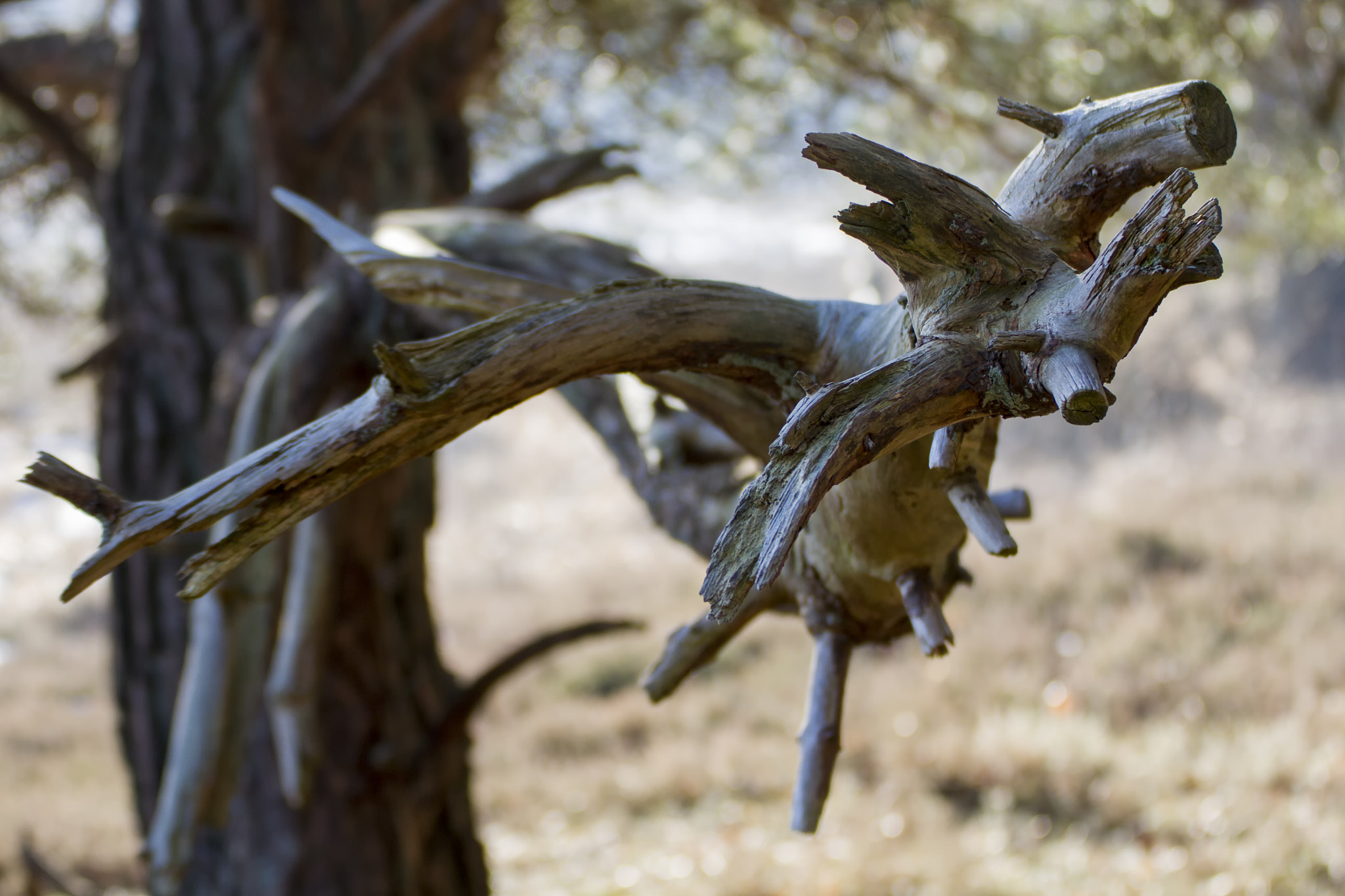 Tamron SP 35mm F1.8 Di VC USD sample photo. Not just another branch photography