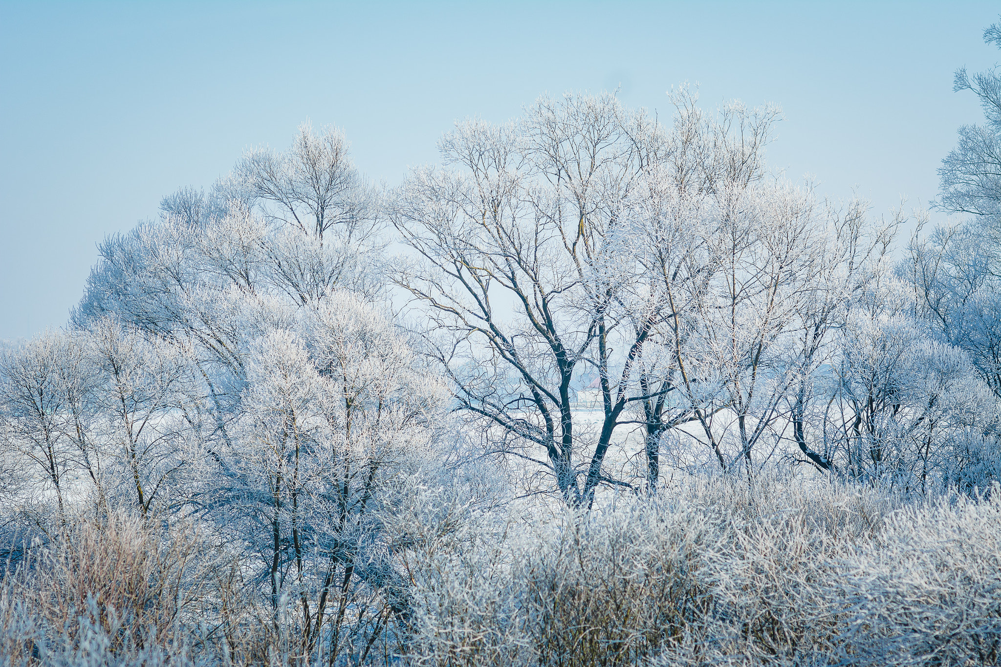 Nikon D7100 + Nikon AF Nikkor 85mm F1.8D sample photo. Ice trees photography