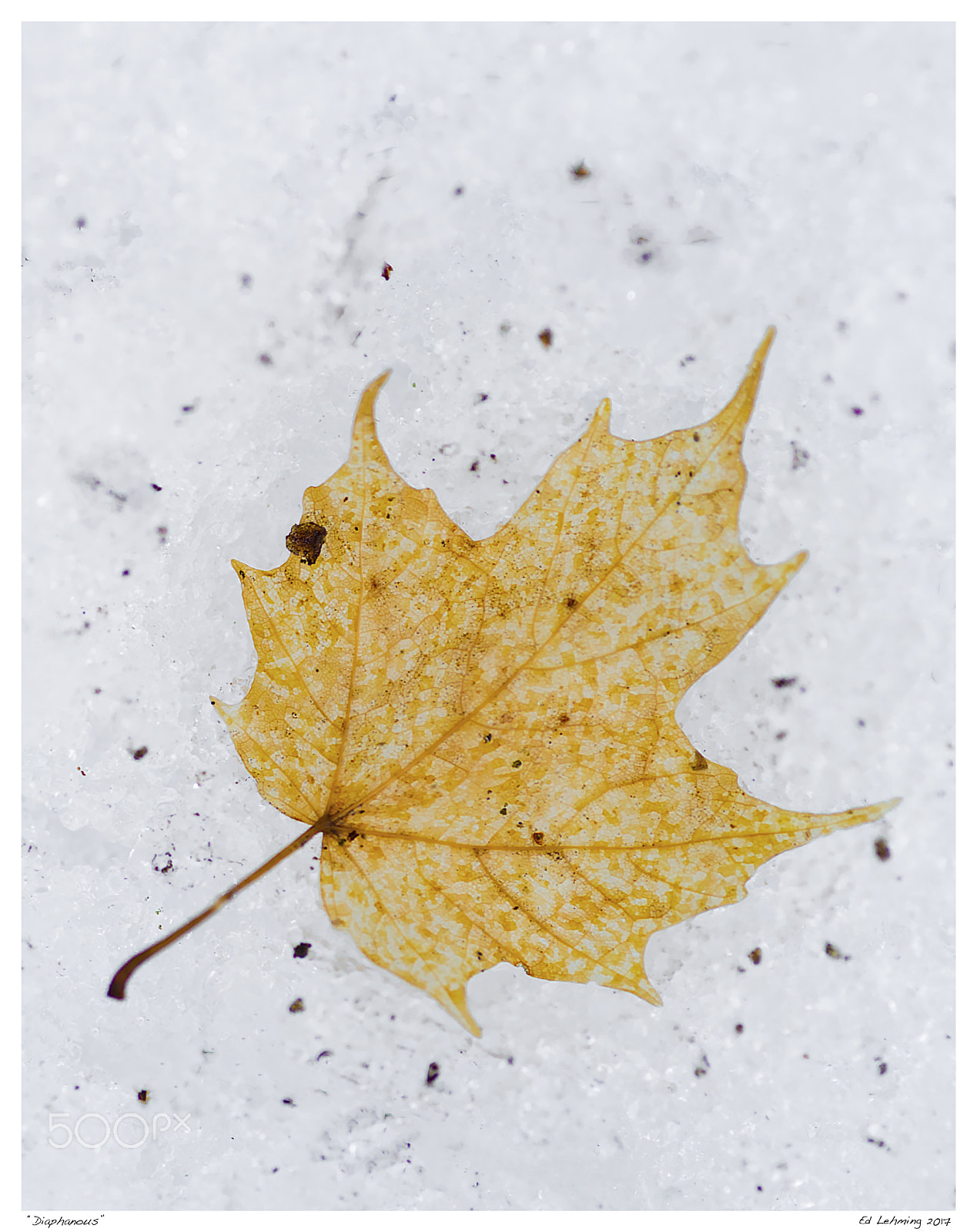 Nikon D800 sample photo. Diaphanous photography