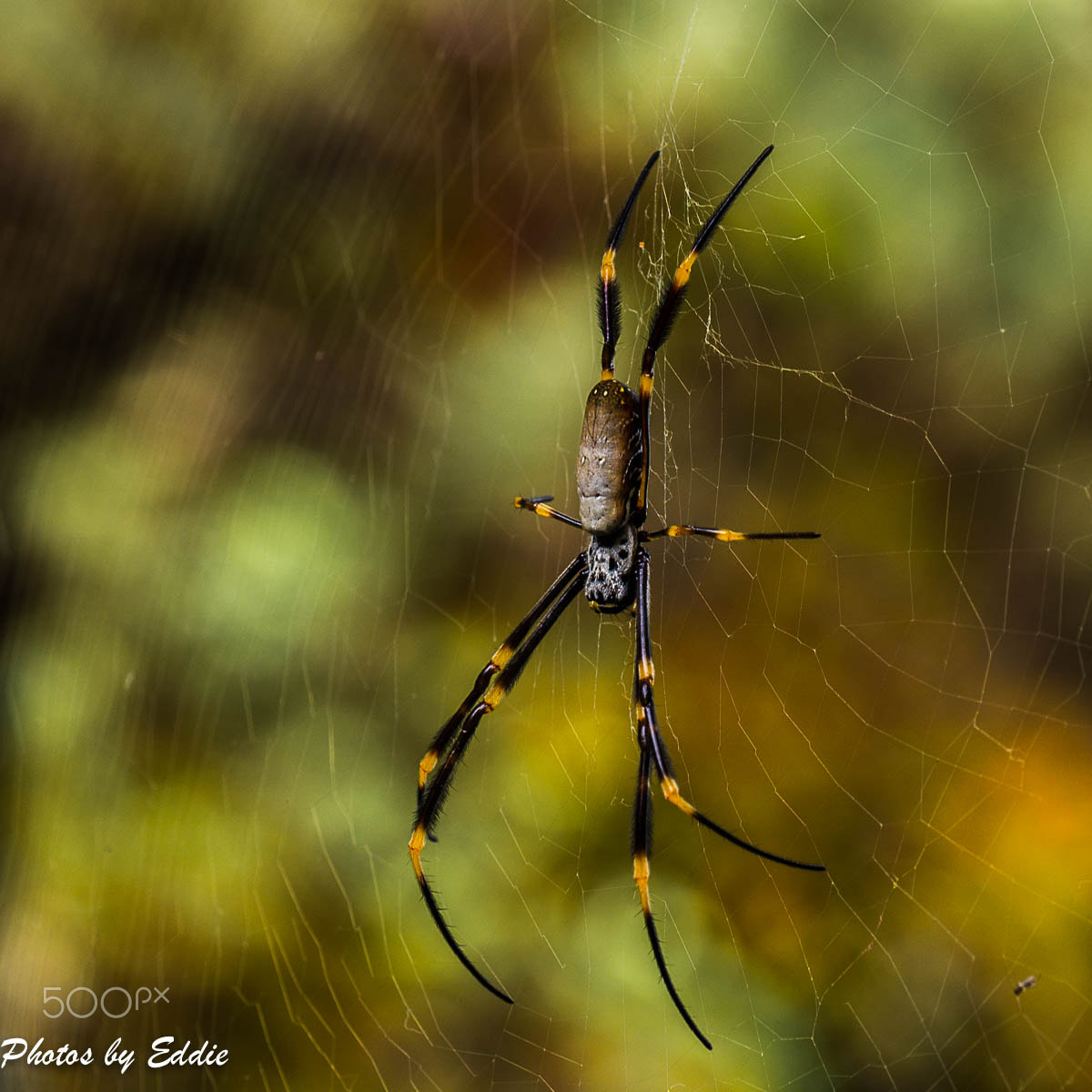 Olympus M.Zuiko Digital ED 60mm F2.8 Macro sample photo. Spider photography