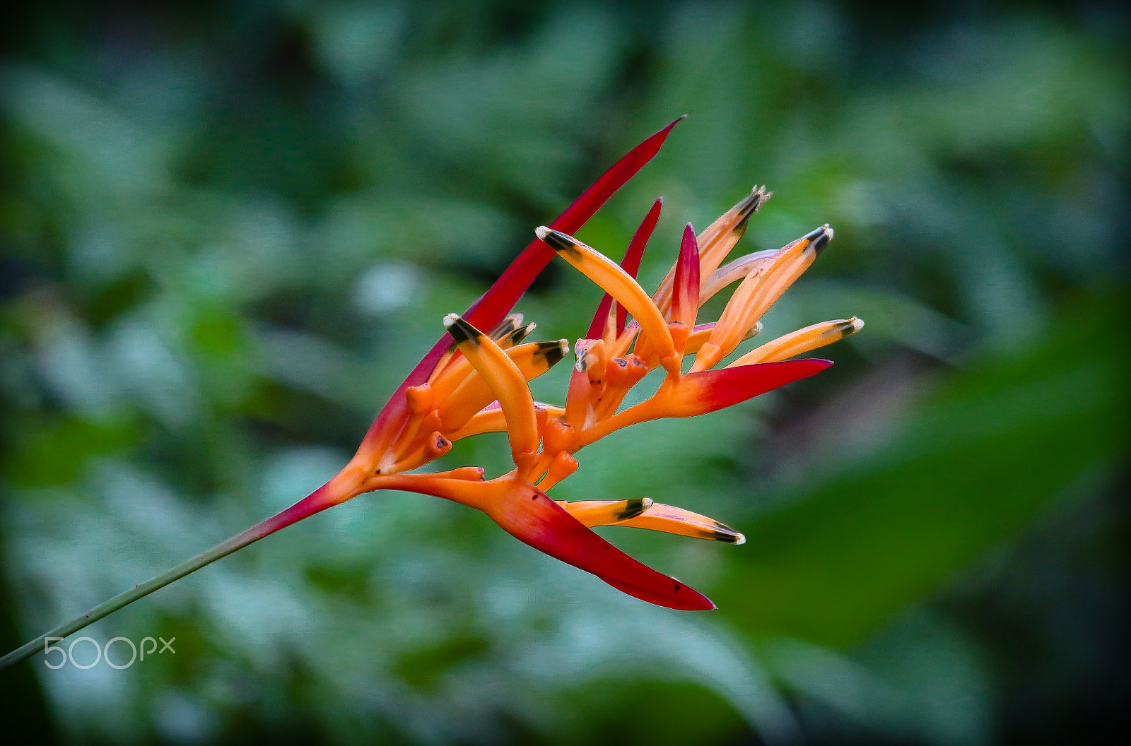 Canon EOS 700D (EOS Rebel T5i / EOS Kiss X7i) + Canon EF 100-400mm F4.5-5.6L IS USM sample photo. Heliconia psittacorum photography