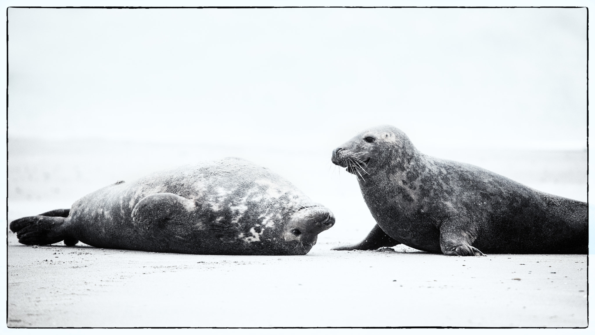 Nikon D800 sample photo. Grey seal on the beach... photography