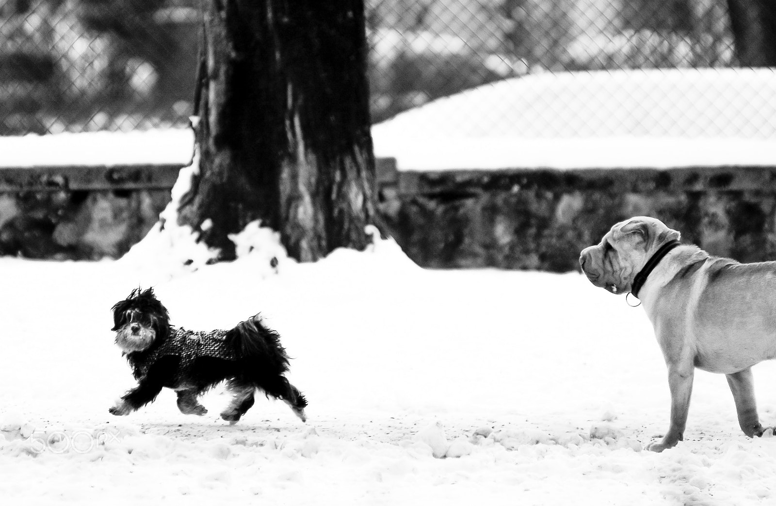 Nikon AF-Nikkor 80-200mm F2.8D ED sample photo. Fear photography
