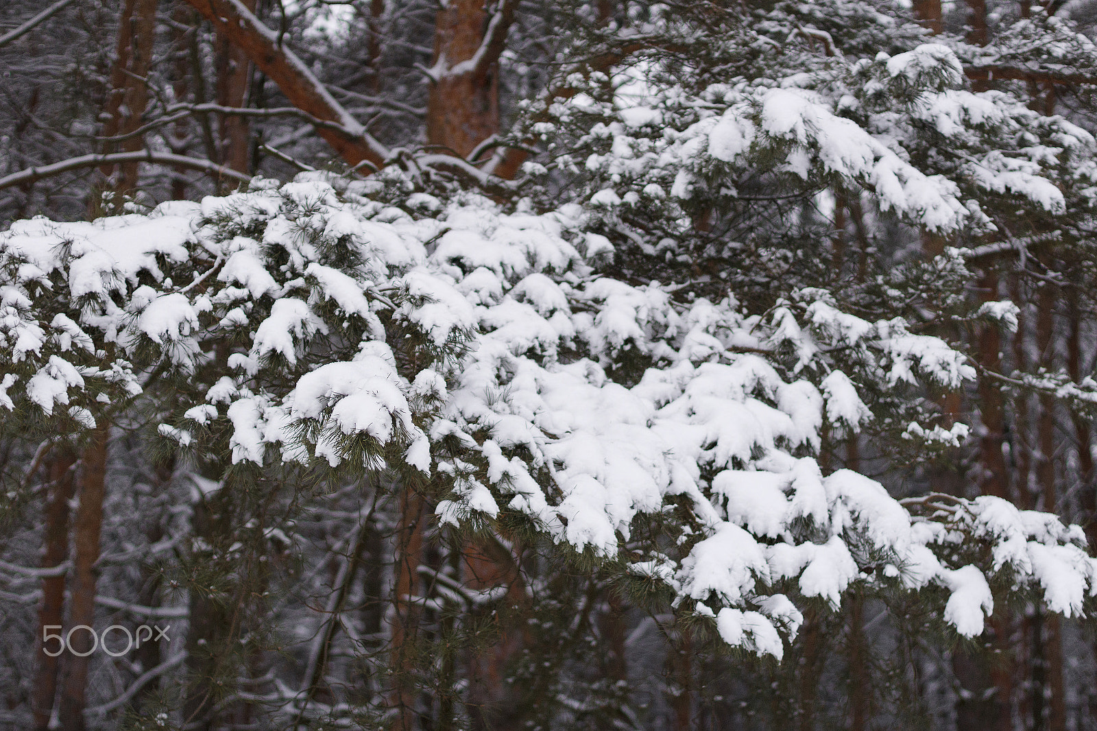Canon EOS 1200D (EOS Rebel T5 / EOS Kiss X70 / EOS Hi) + Canon EF 50mm F1.4 USM sample photo. Winter in the belarus. photography