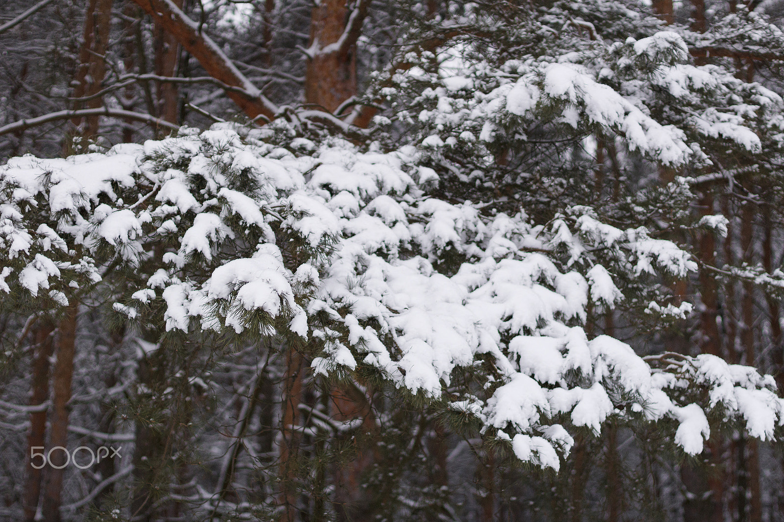 Canon EOS 1200D (EOS Rebel T5 / EOS Kiss X70 / EOS Hi) + Canon EF 50mm F1.4 USM sample photo. Winter in the belarus. photography