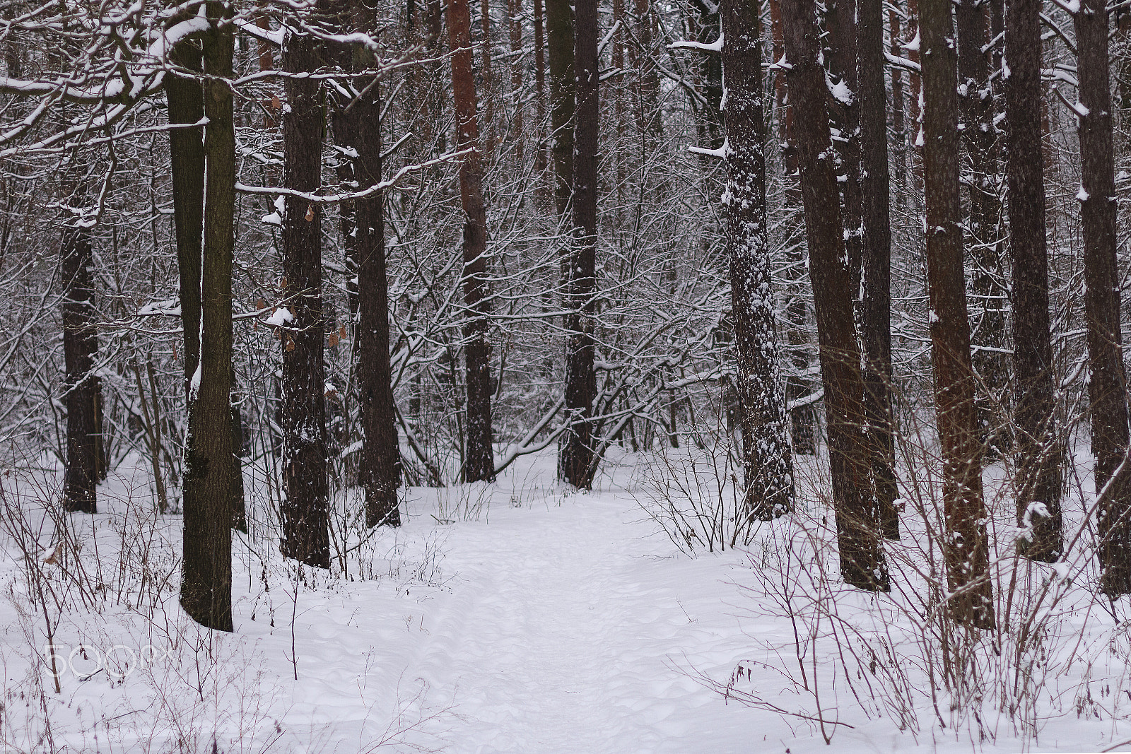 Canon EOS 1200D (EOS Rebel T5 / EOS Kiss X70 / EOS Hi) + Canon EF 50mm F1.4 USM sample photo. Winter in the belarus. photography