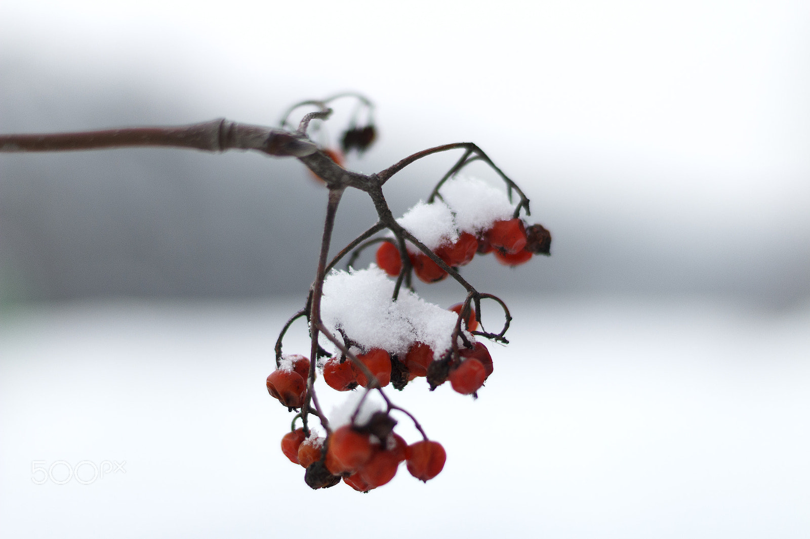 Canon EOS 1200D (EOS Rebel T5 / EOS Kiss X70 / EOS Hi) + Canon EF 50mm F1.4 USM sample photo. Winter in the belarus. photography