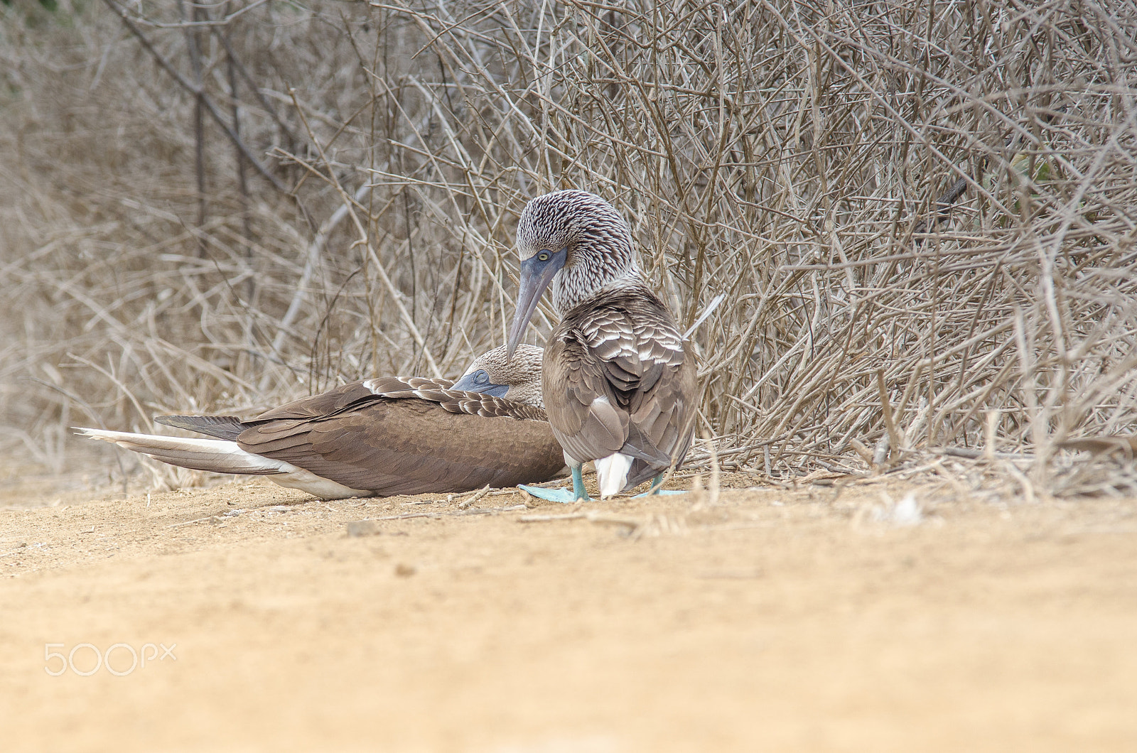 Sigma 70-200mm F2.8 EX DG OS HSM sample photo. Blue-footed booby 2 photography