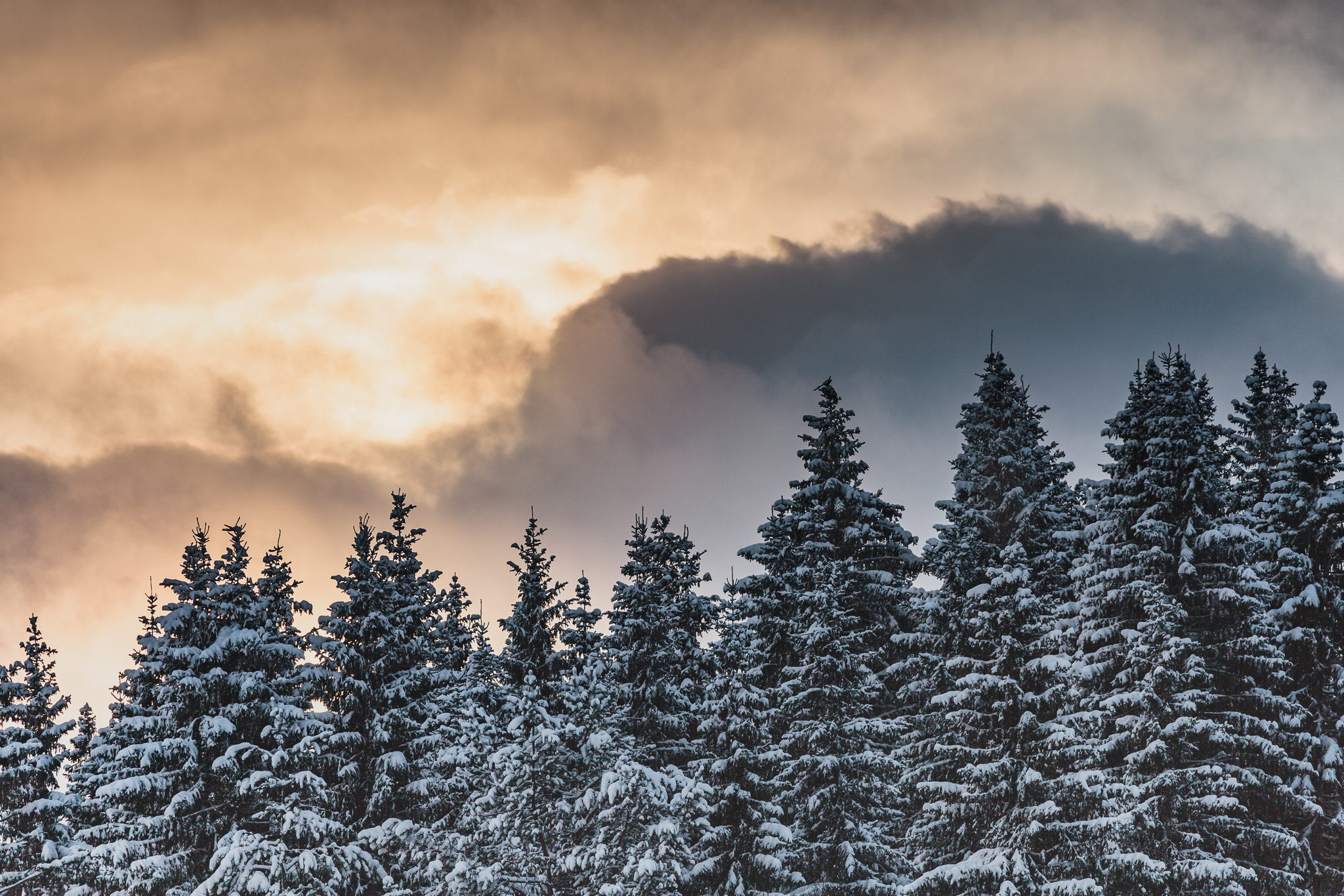 Canon EOS 5D Mark II + Sigma 150-500mm F5-6.3 DG OS HSM sample photo. Winter trees photography