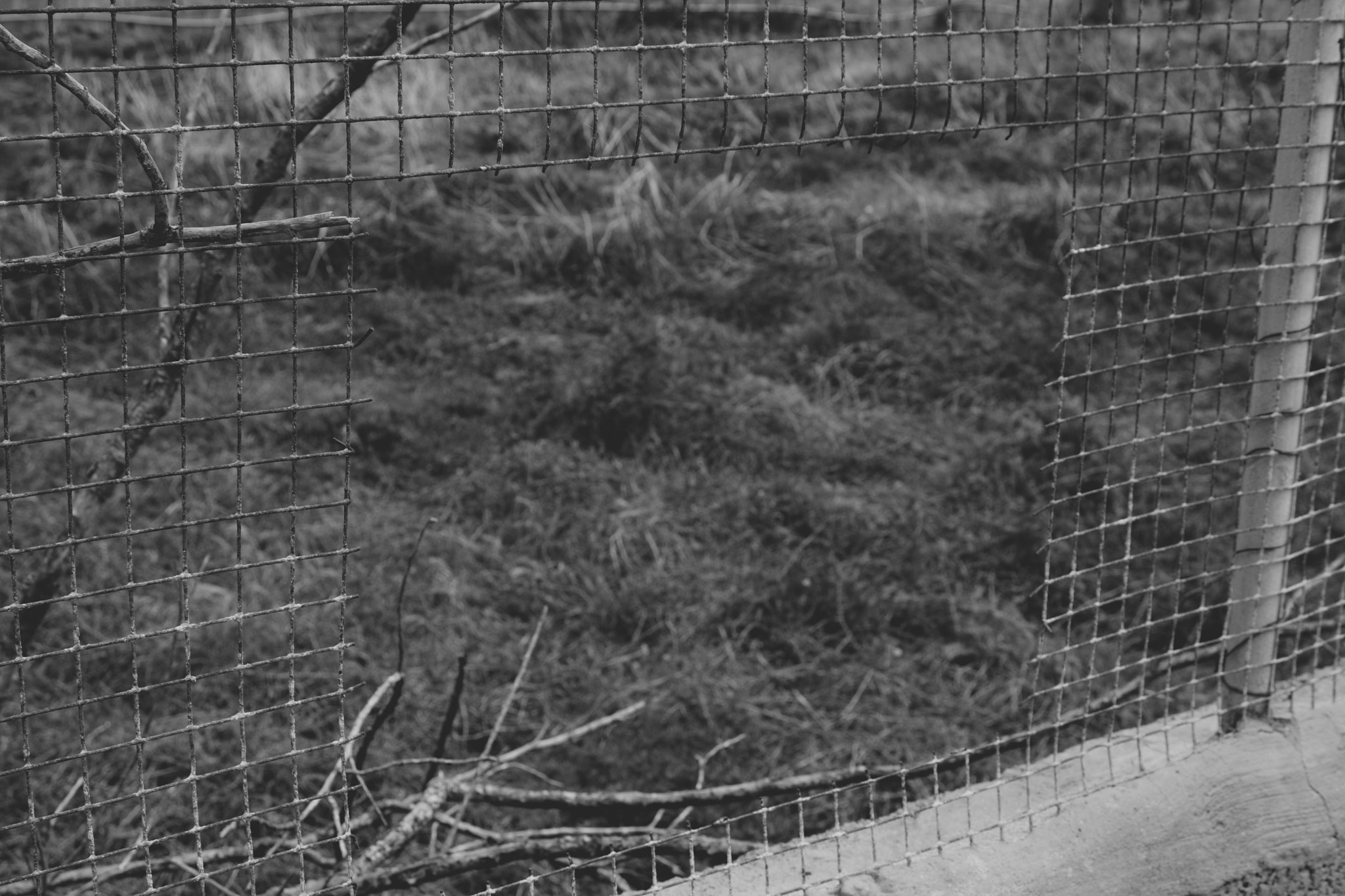 Canon EOS 1000D (EOS Digital Rebel XS / EOS Kiss F) sample photo. Maybe, the cage never hasn't been closed photography
