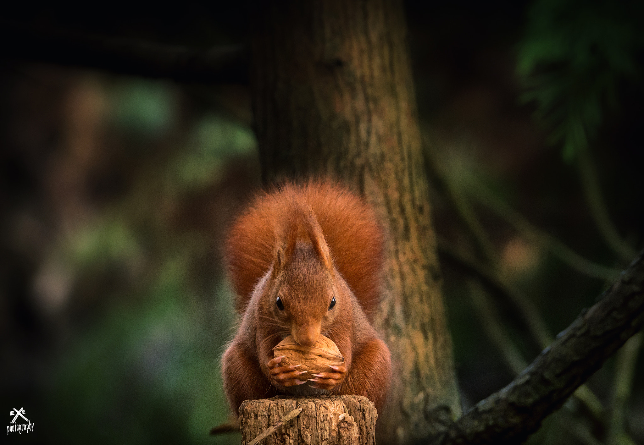 Nikon D610 + Sigma 150-600mm F5-6.3 DG OS HSM | C sample photo. Red squirrel photography