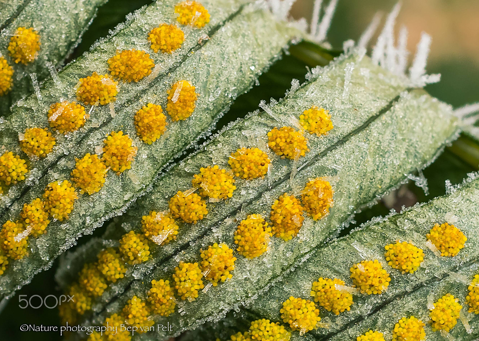 Nikon D500 + Sigma 50mm F2.8 EX DG Macro sample photo. Icy fern with spores photography