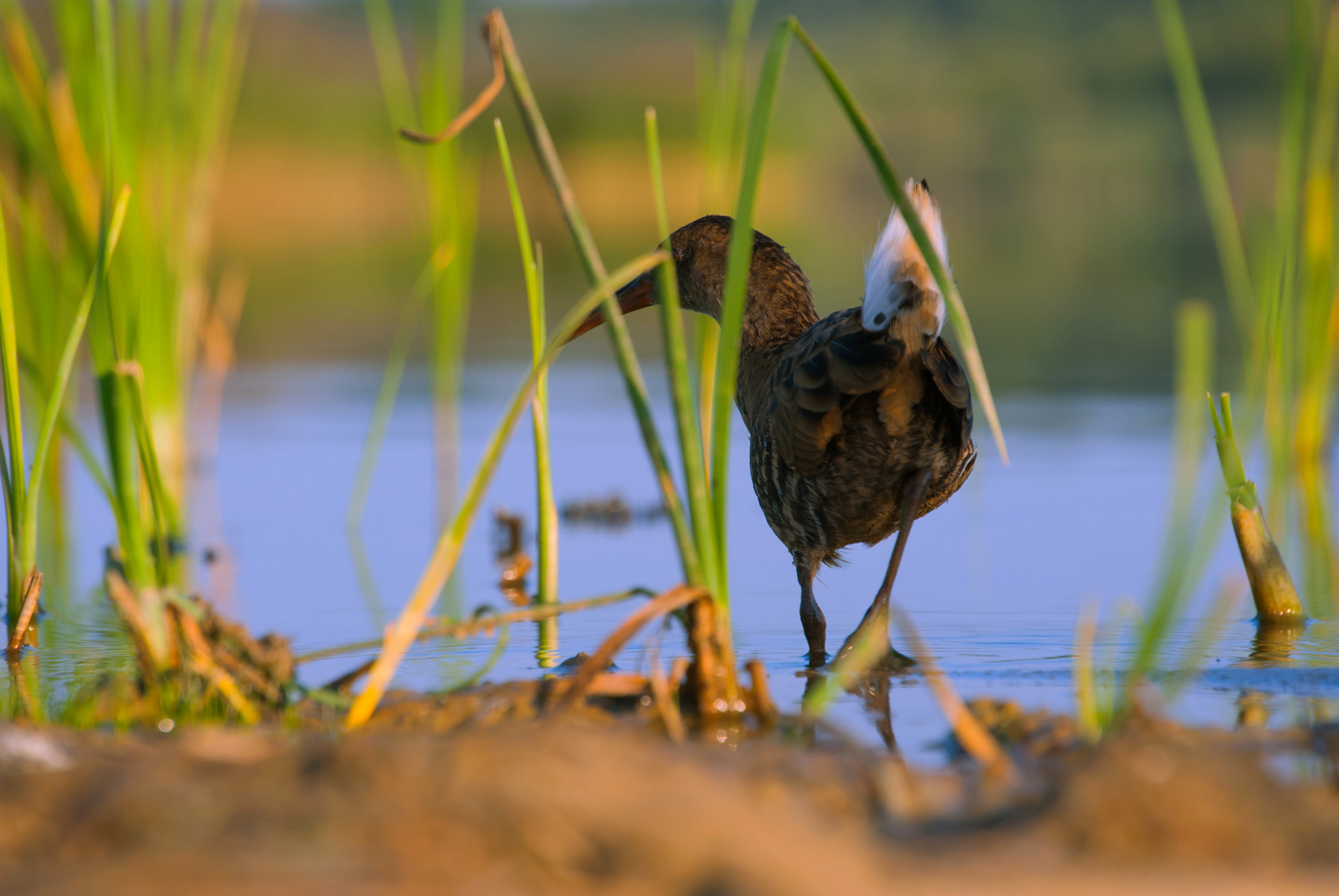 Sony Alpha DSLR-A200 + Tamron AF 18-200mm F3.5-6.3 XR Di II LD Aspherical (IF) Macro sample photo. At sunset photography