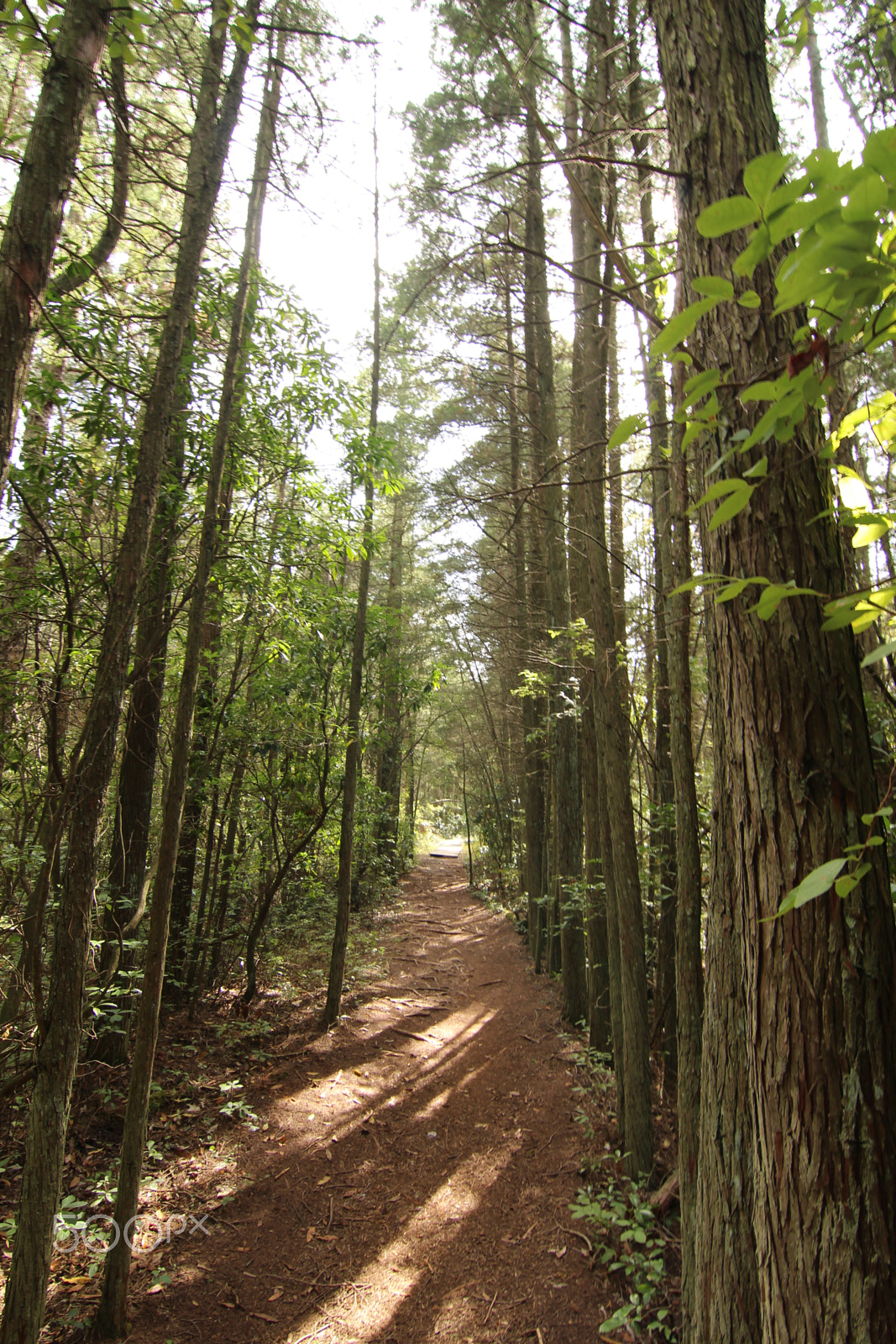 Canon EOS 1200D (EOS Rebel T5 / EOS Kiss X70 / EOS Hi) sample photo. Path to the light in a sea of pines photography