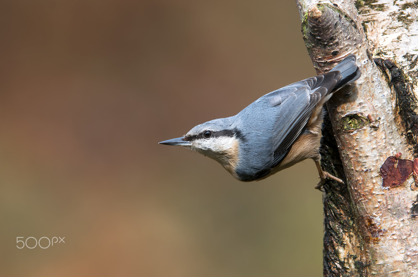 Nikon D300S + Nikon AF-S Nikkor 200-400mm F4G ED-IF VR sample photo. Sitta europaea en betula photography