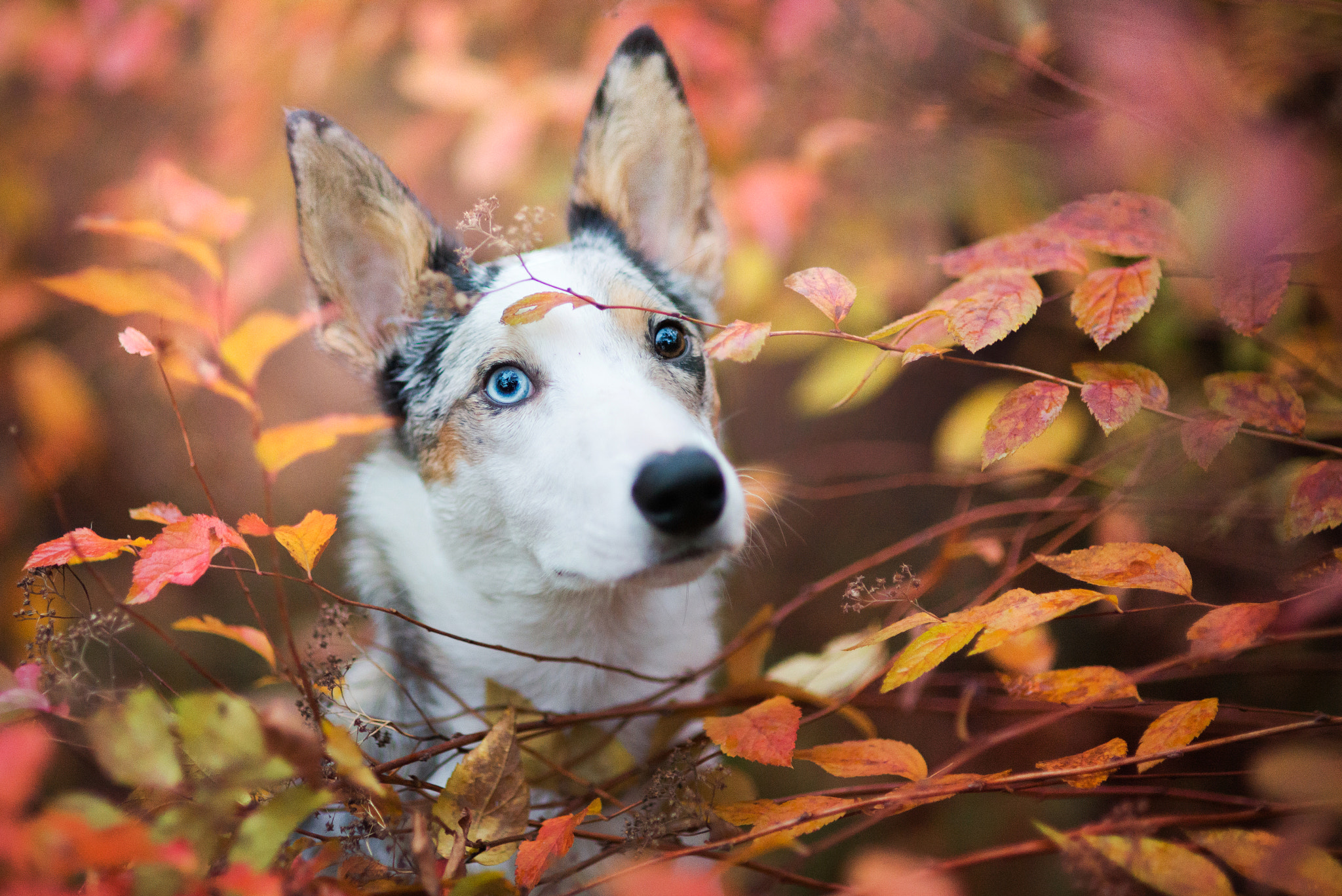 Nikon D610 + Sigma 85mm F1.4 EX DG HSM sample photo. Memory of autumn photography