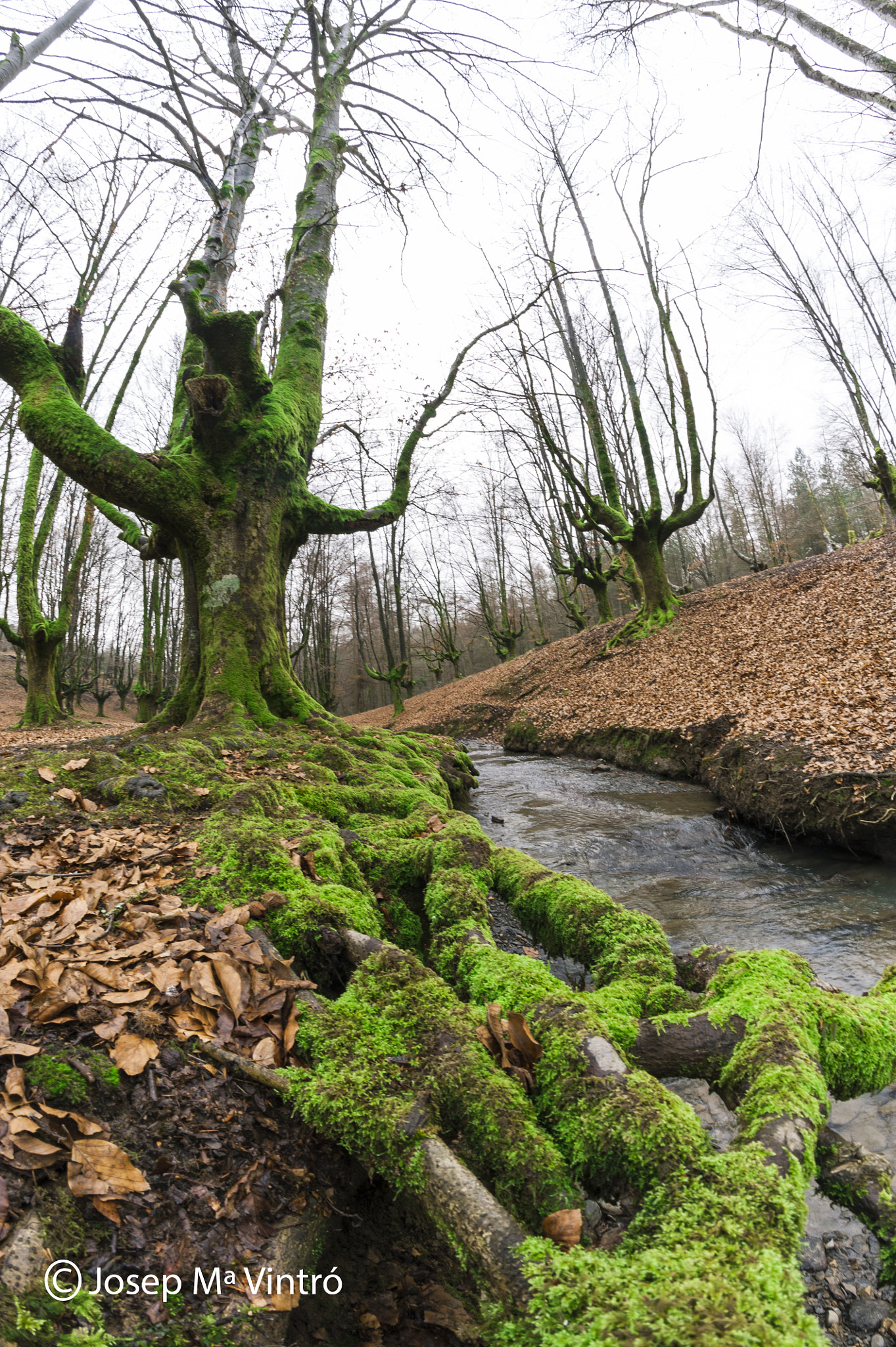 Samyang 12mm F2.8 ED AS NCS Fisheye sample photo. Hayedo de otzarreta, bizkaia photography