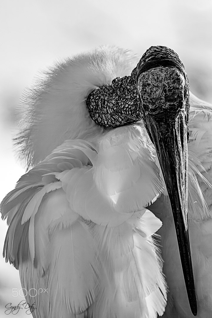 150-600mm F5-6.3 DG OS HSM | Contemporary 015 sample photo. Awwwww photography