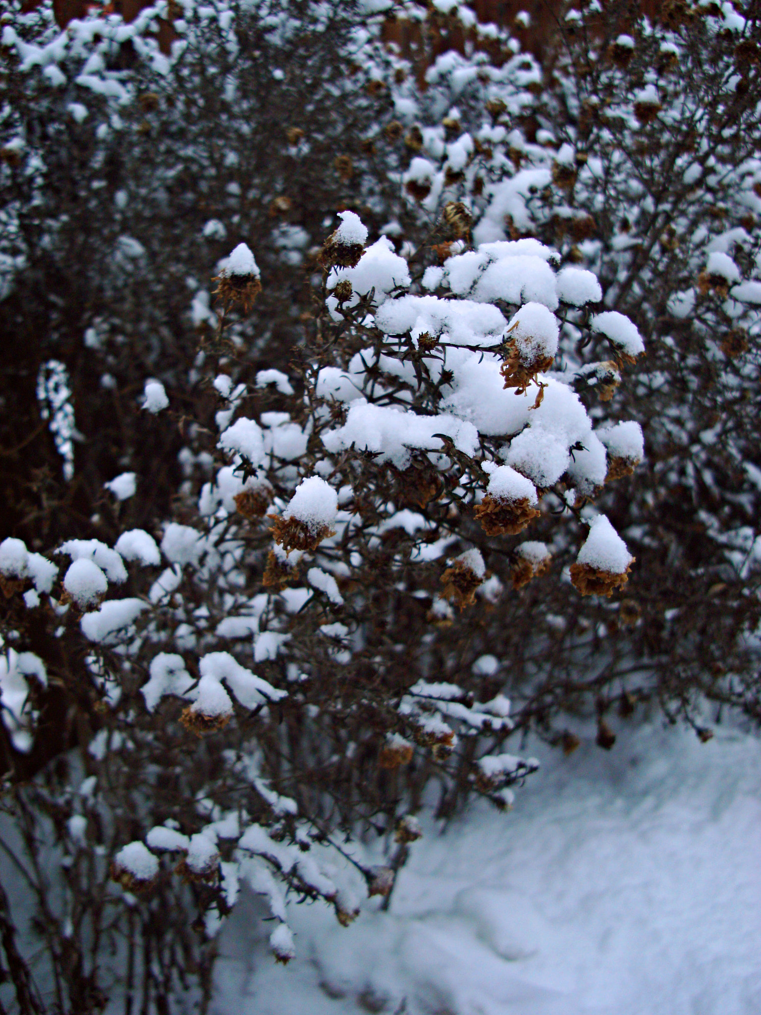 Sony DSC-W200 sample photo. Plant photography