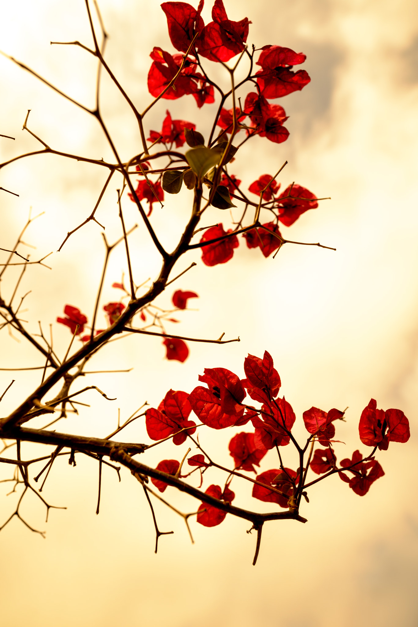 Nikon D800E + IX-Nikkor 30-60mm f/4-5.6 sample photo. My brown sympathy photography