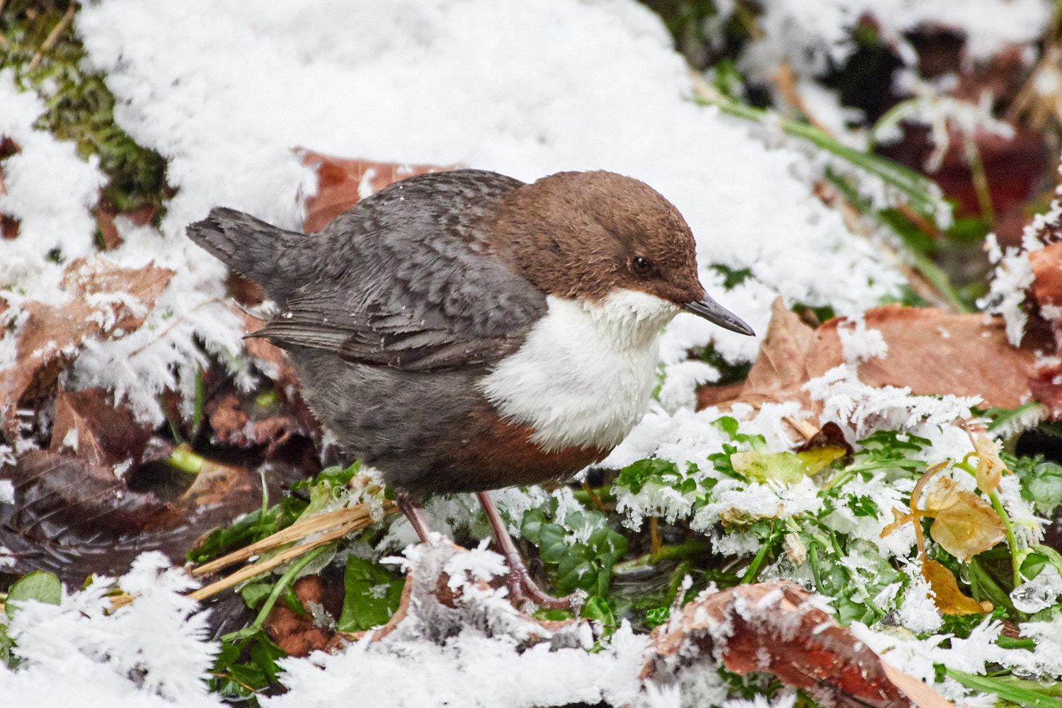 Olympus OM-D E-M1 Mark II + LEICA DG 100-400/F4.0-6.3 sample photo. Dipper in the snow photography