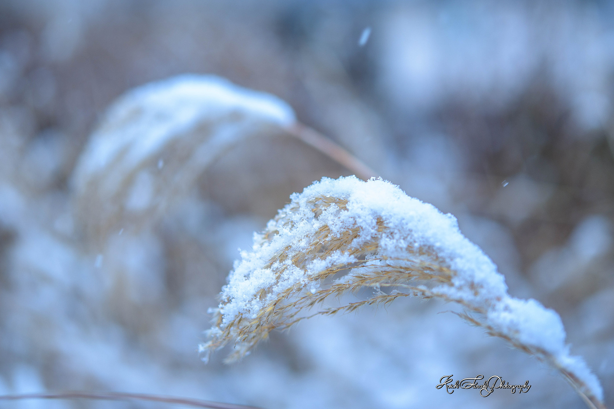 Nikon AF-S Micro-Nikkor 60mm F2.8G ED sample photo. It is cold today. photography