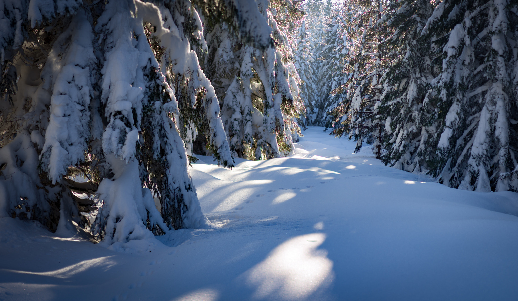 Pentax K-5 + smc PENTAX-F MACRO 50mm F2.8 sample photo. Forest in jizera mountains photography