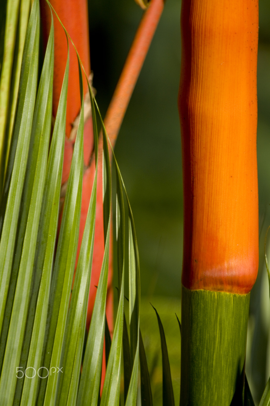 Canon EF 100-400mm F4.5-5.6L IS USM sample photo. Contrasting colors photography