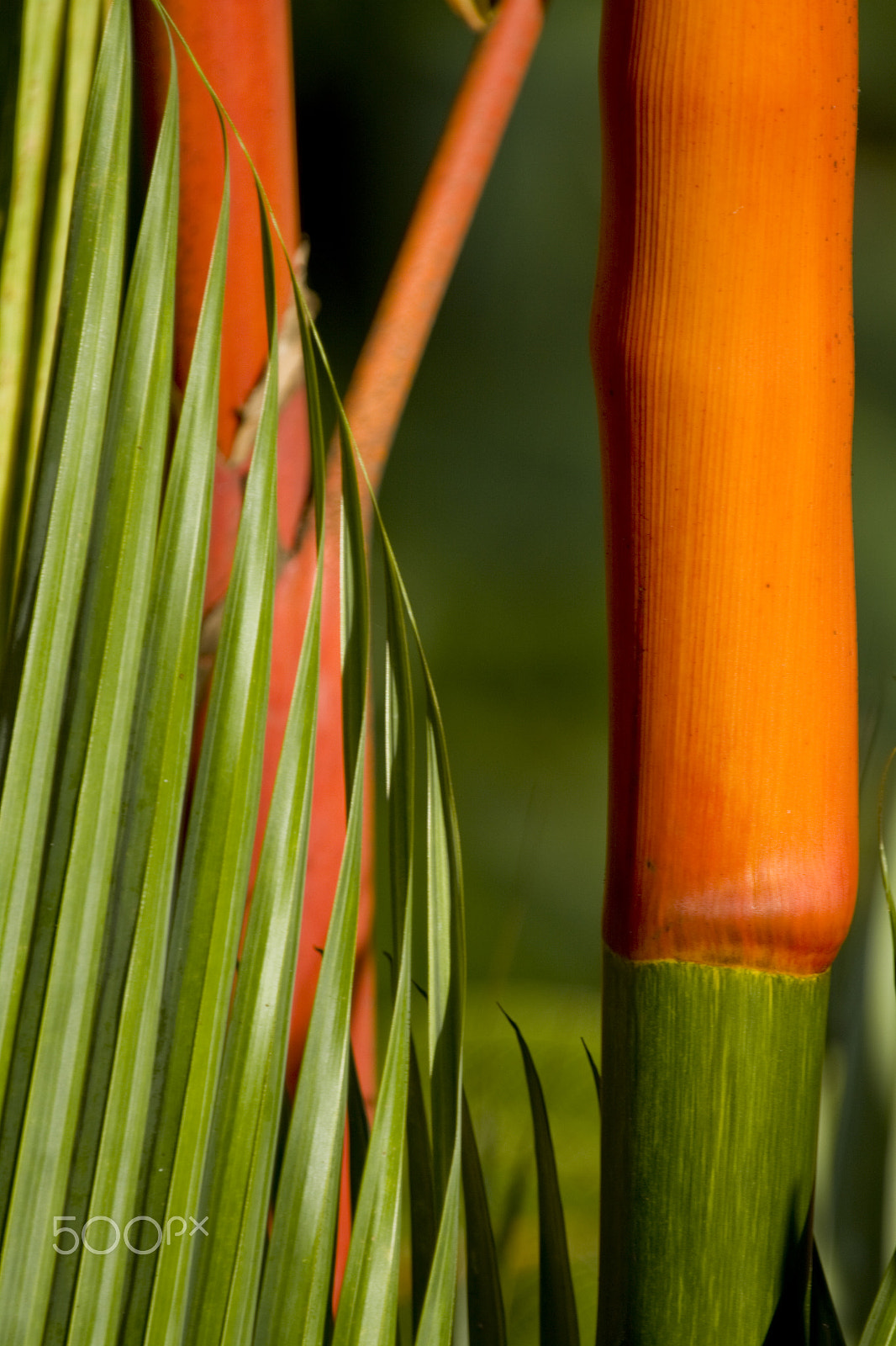 Canon EOS 50D + Canon EF 100-400mm F4.5-5.6L IS USM sample photo. Contrasting colors photography