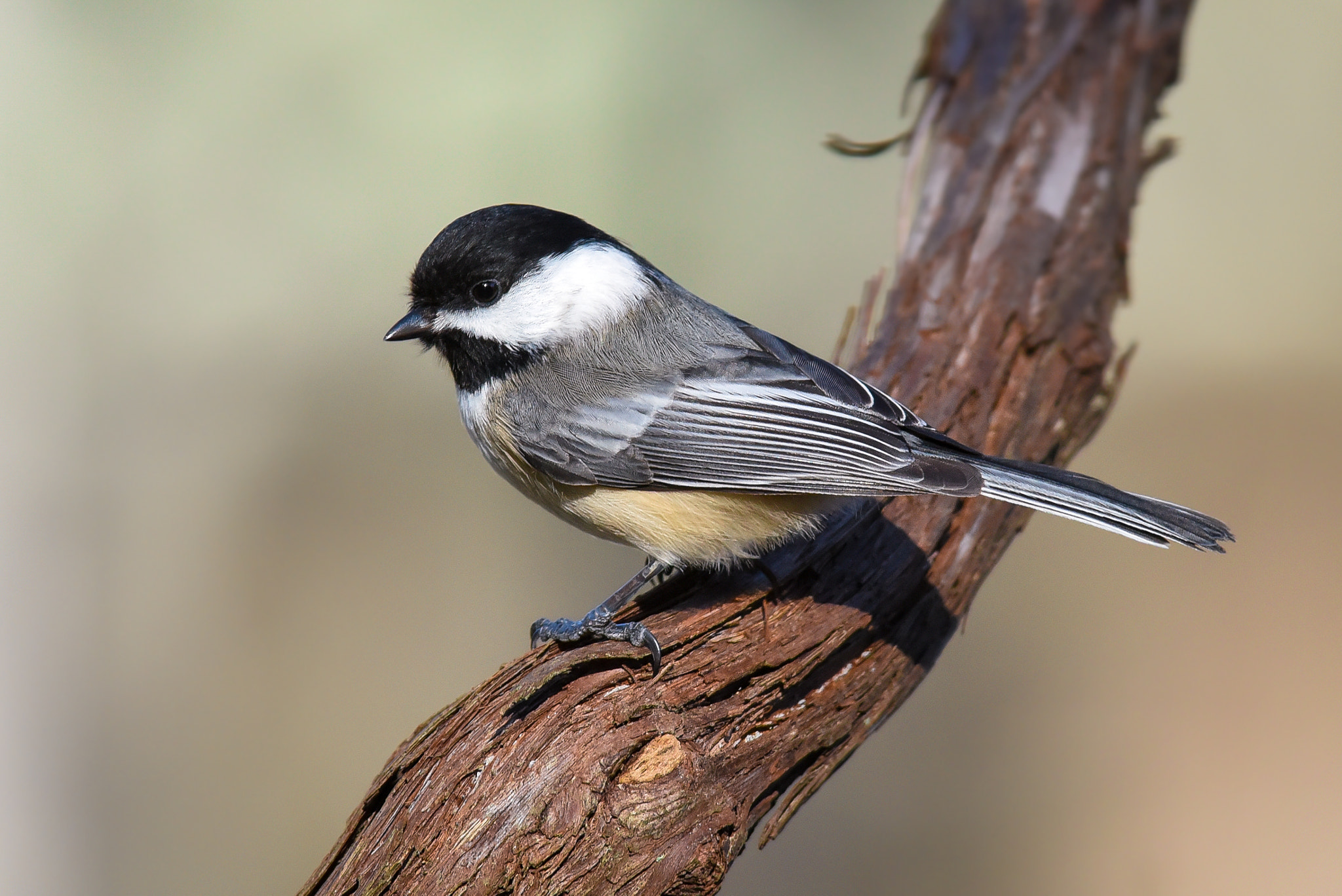 Nikon AF-S Nikkor 300mm F2.8G ED-IF VR sample photo. Black-capped chickadee photography