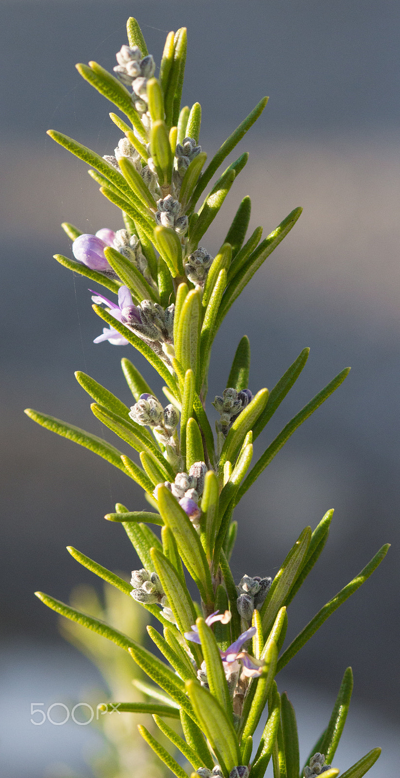 Canon EF 100mm F2.8 Macro USM sample photo. Plant photography