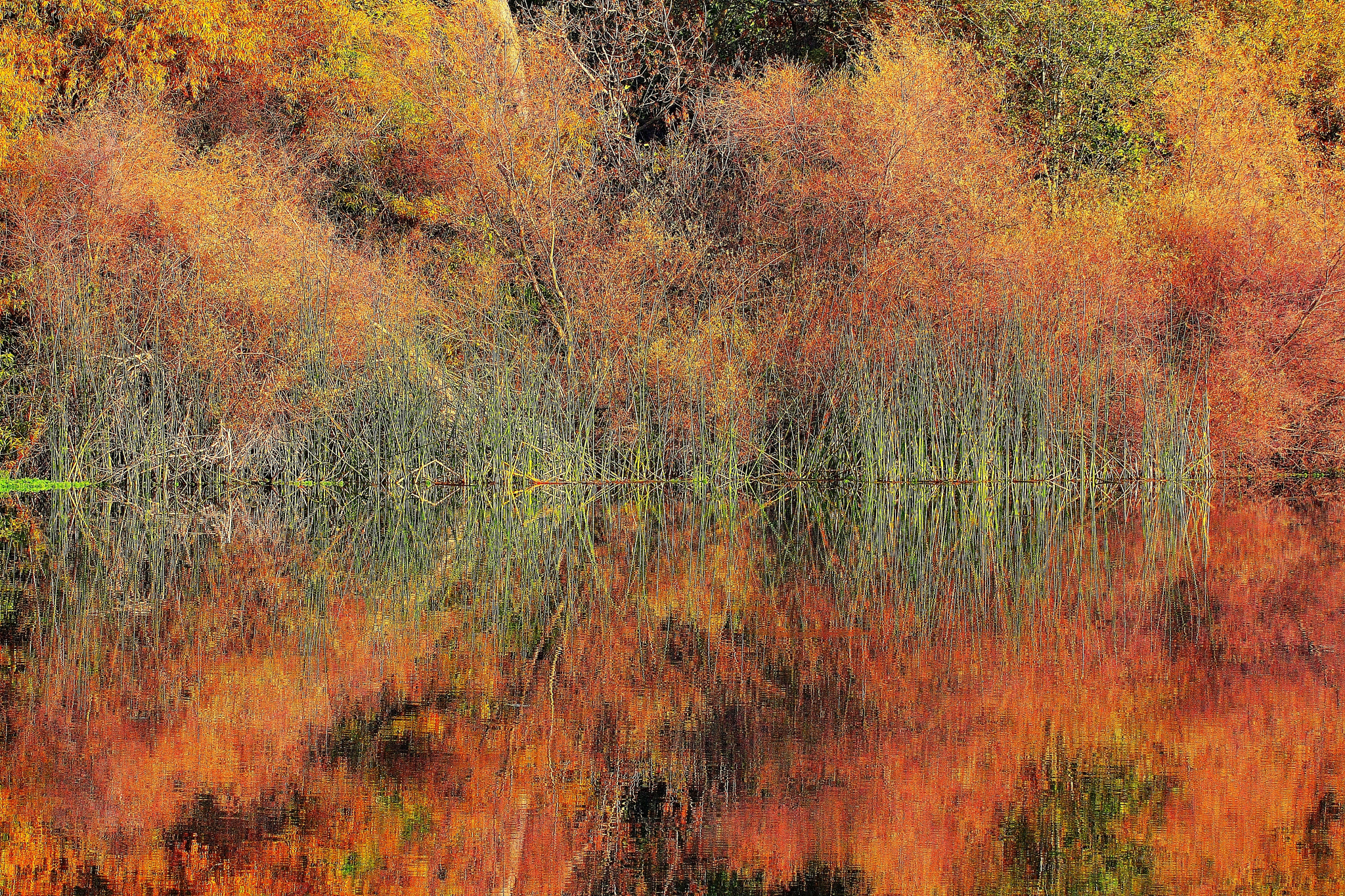 Canon EF 70-200mm F4L USM sample photo. Trees photography