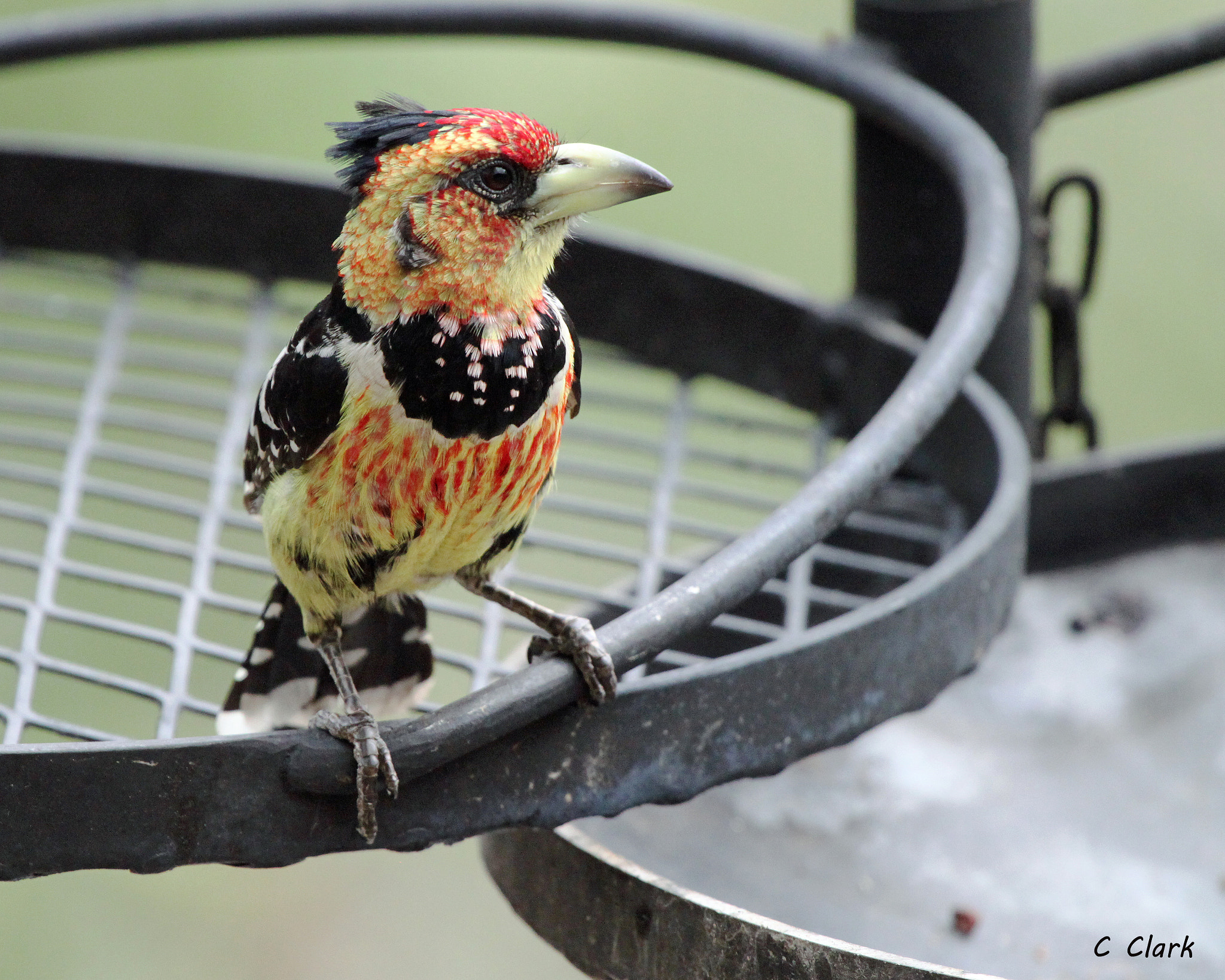 Canon EF 100-400mm F4.5-5.6L IS USM sample photo. On the grill photography