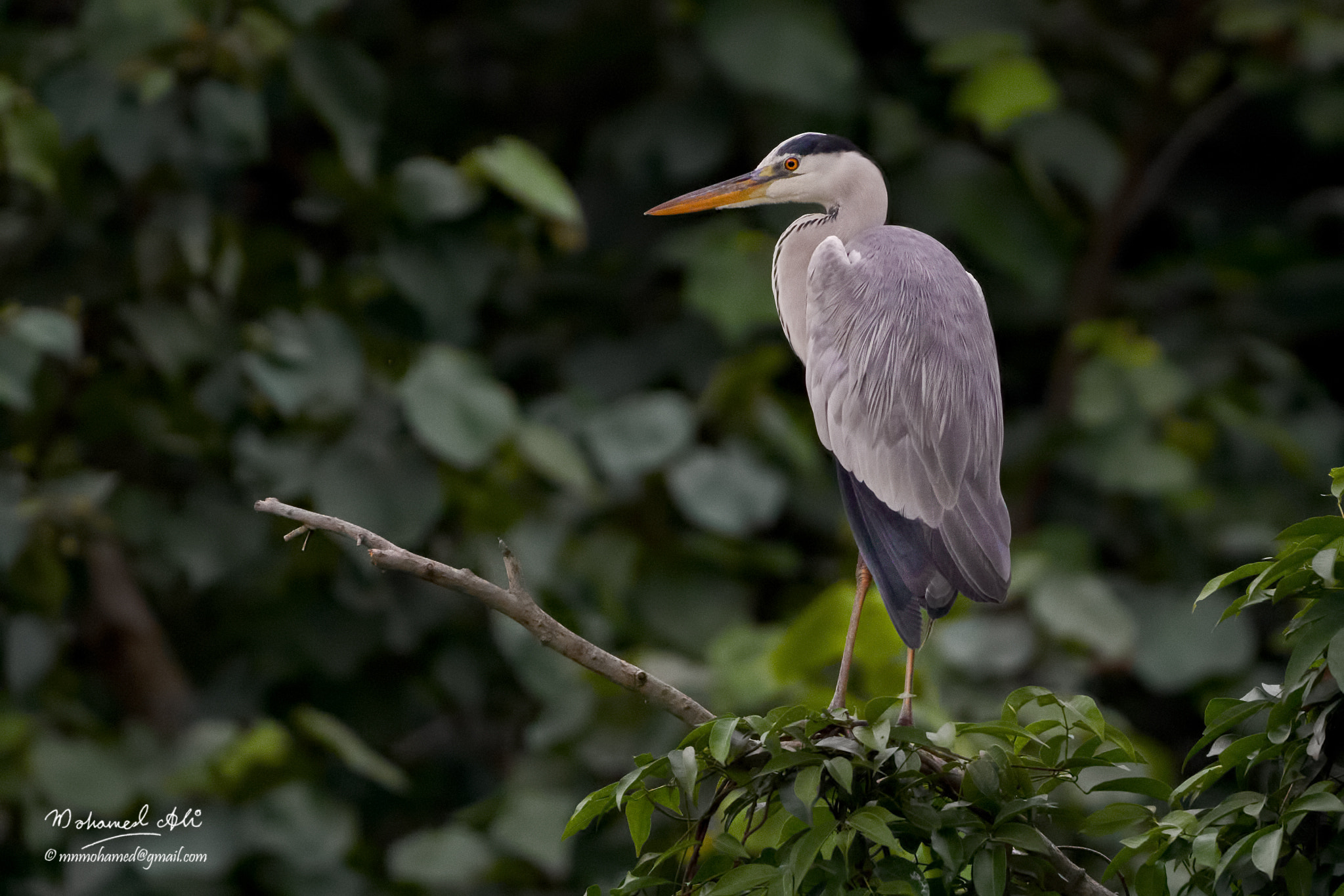 150-600mm F5-6.3 DG OS HSM | Contemporary 015 sample photo. C photography