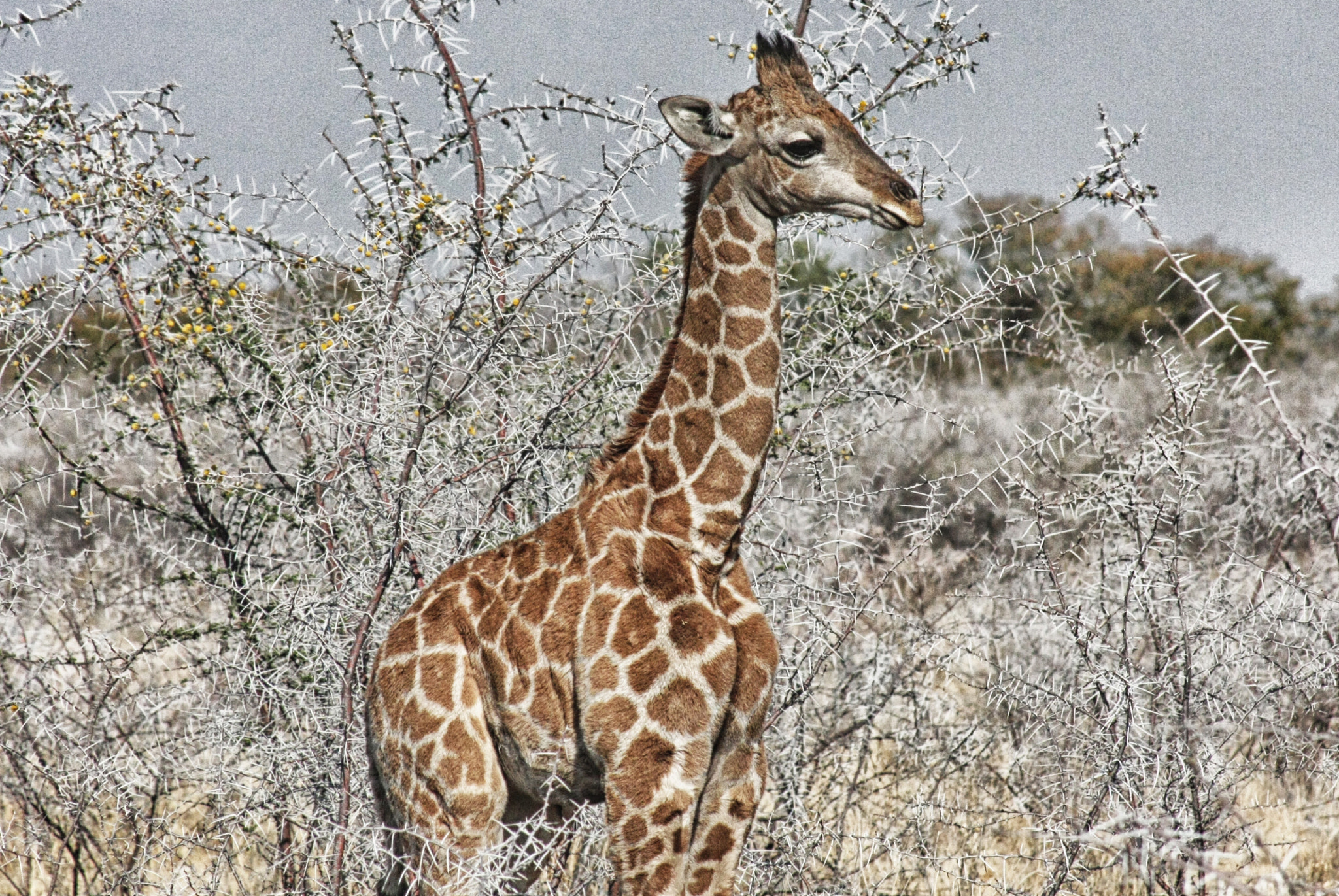 Canon EOS 40D sample photo. Calf photography