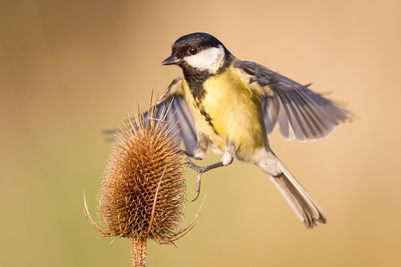 Canon EF 400mm F2.8L IS USM sample photo. Great tit photography