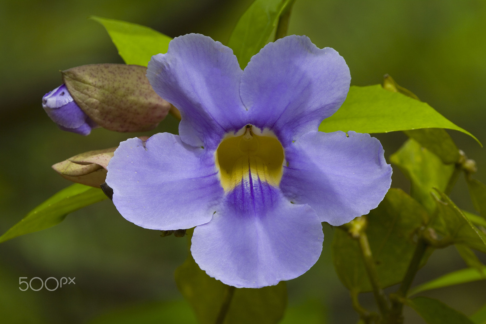 Canon EF 100-400mm F4.5-5.6L IS USM sample photo. Humingbird vine photography