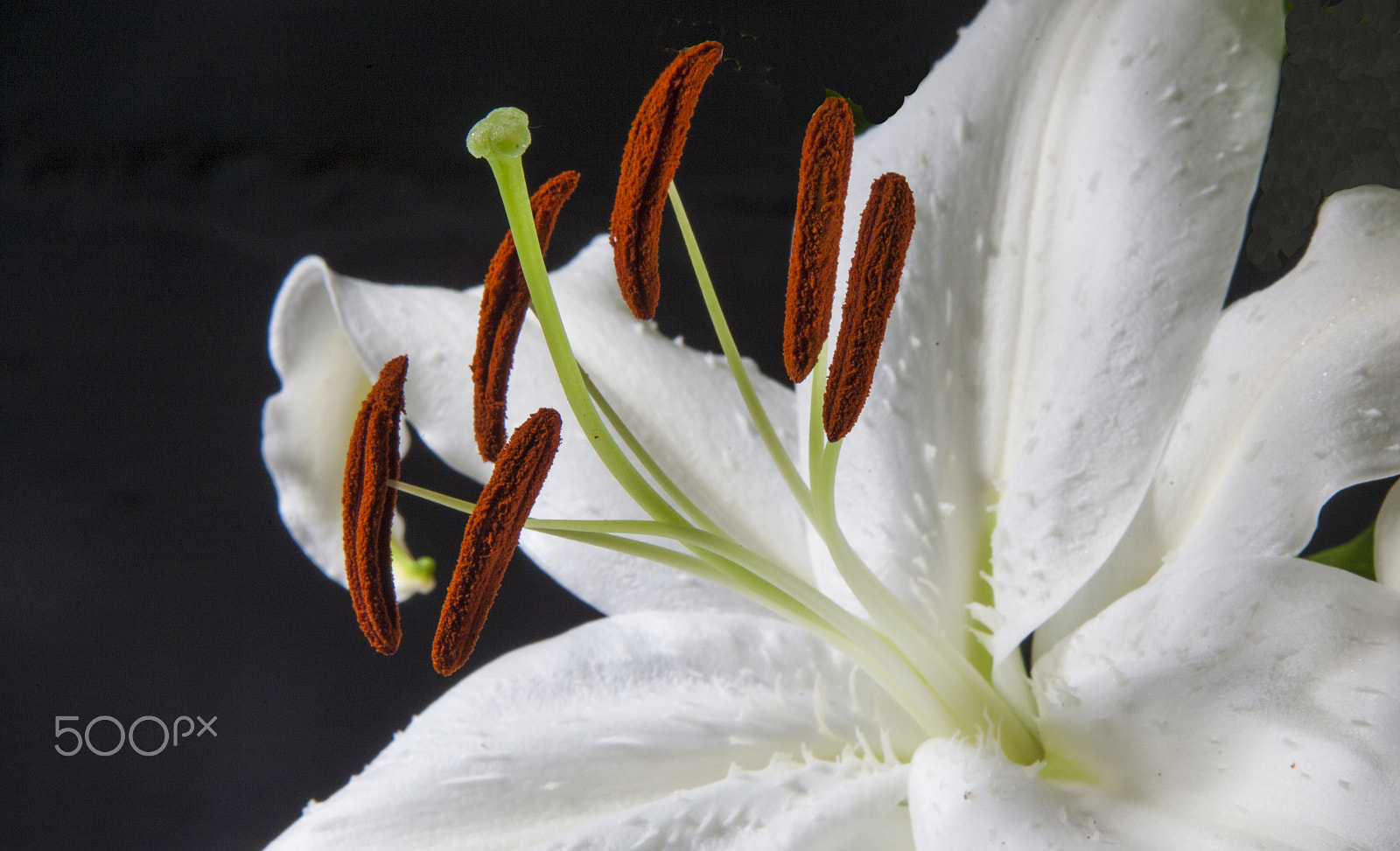 Canon EOS-1D Mark III sample photo. The serious part photography