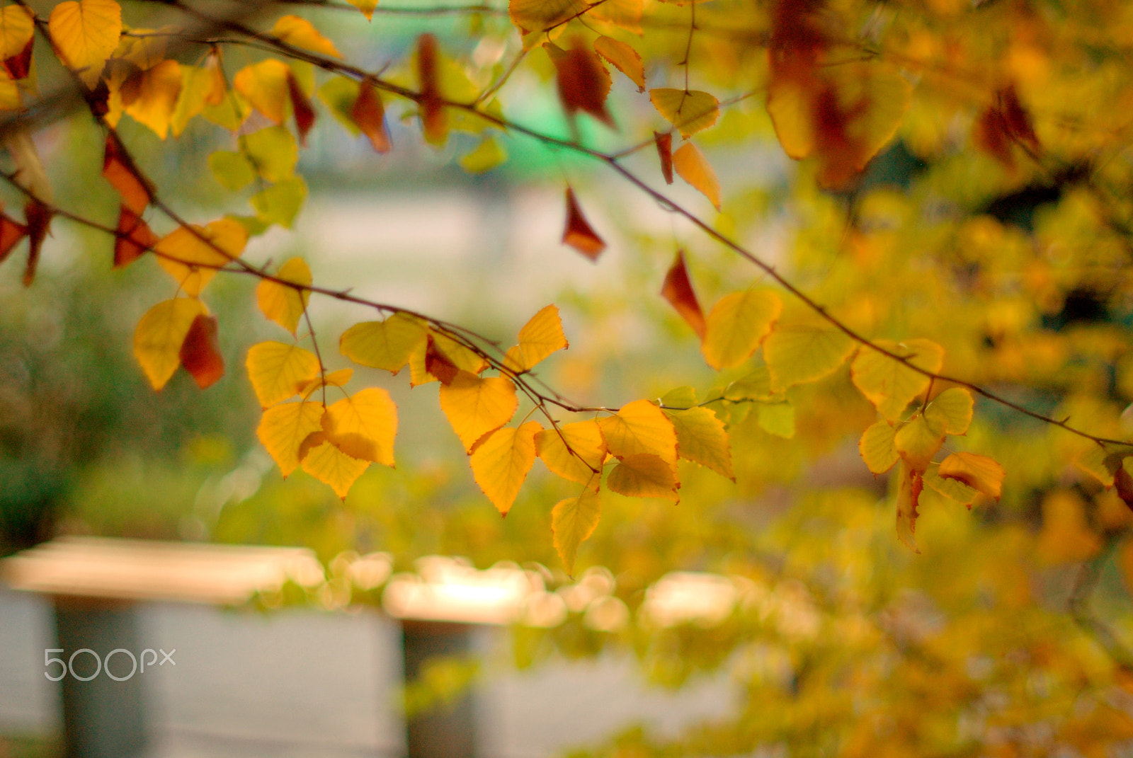 Nikon D200 sample photo. Golden leaves photography