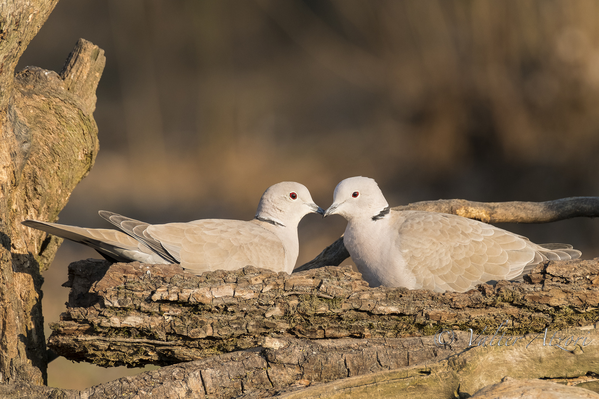 XF100-400mmF4.5-5.6 R LM OIS WR + 1.4x sample photo. Turtledoves photography