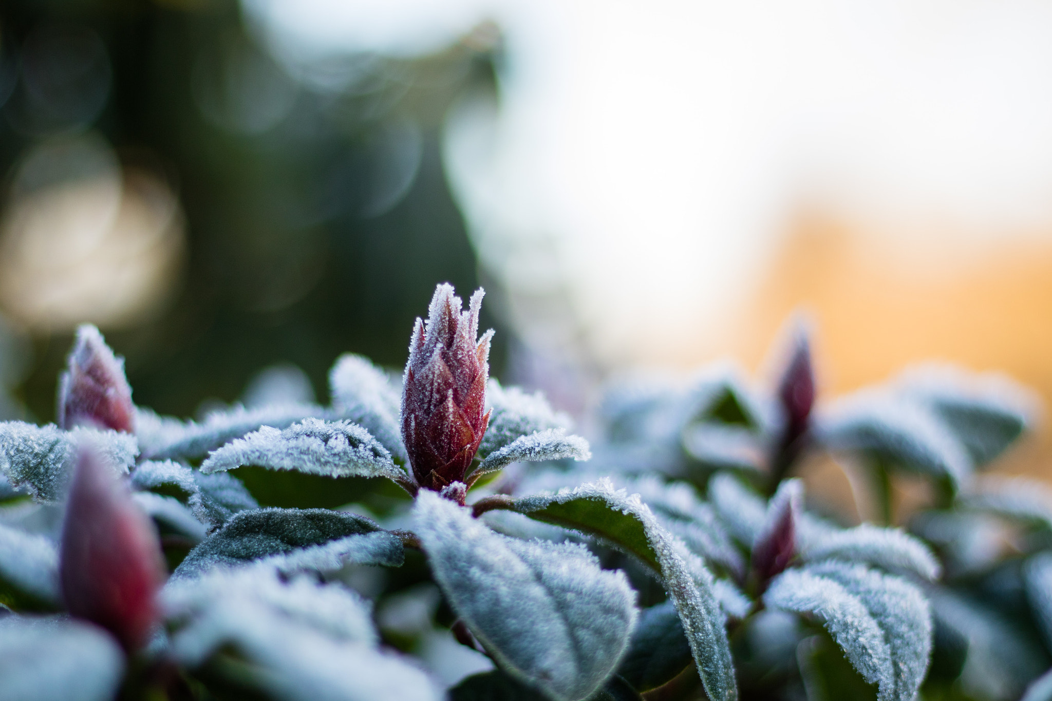 Canon EOS M3 + Canon EF 50mm F1.8 STM sample photo. Frozen rhododendron photography