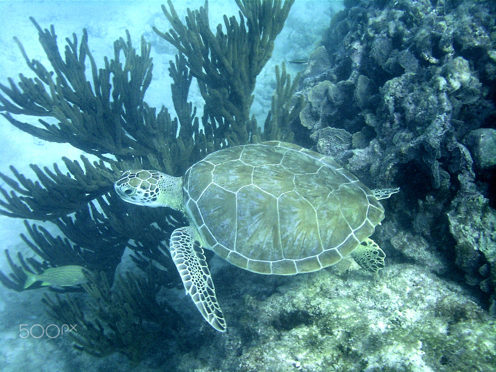 Syntek USB Camera sample photo. Big sea turtle swimming in the sea around the reefs photography
