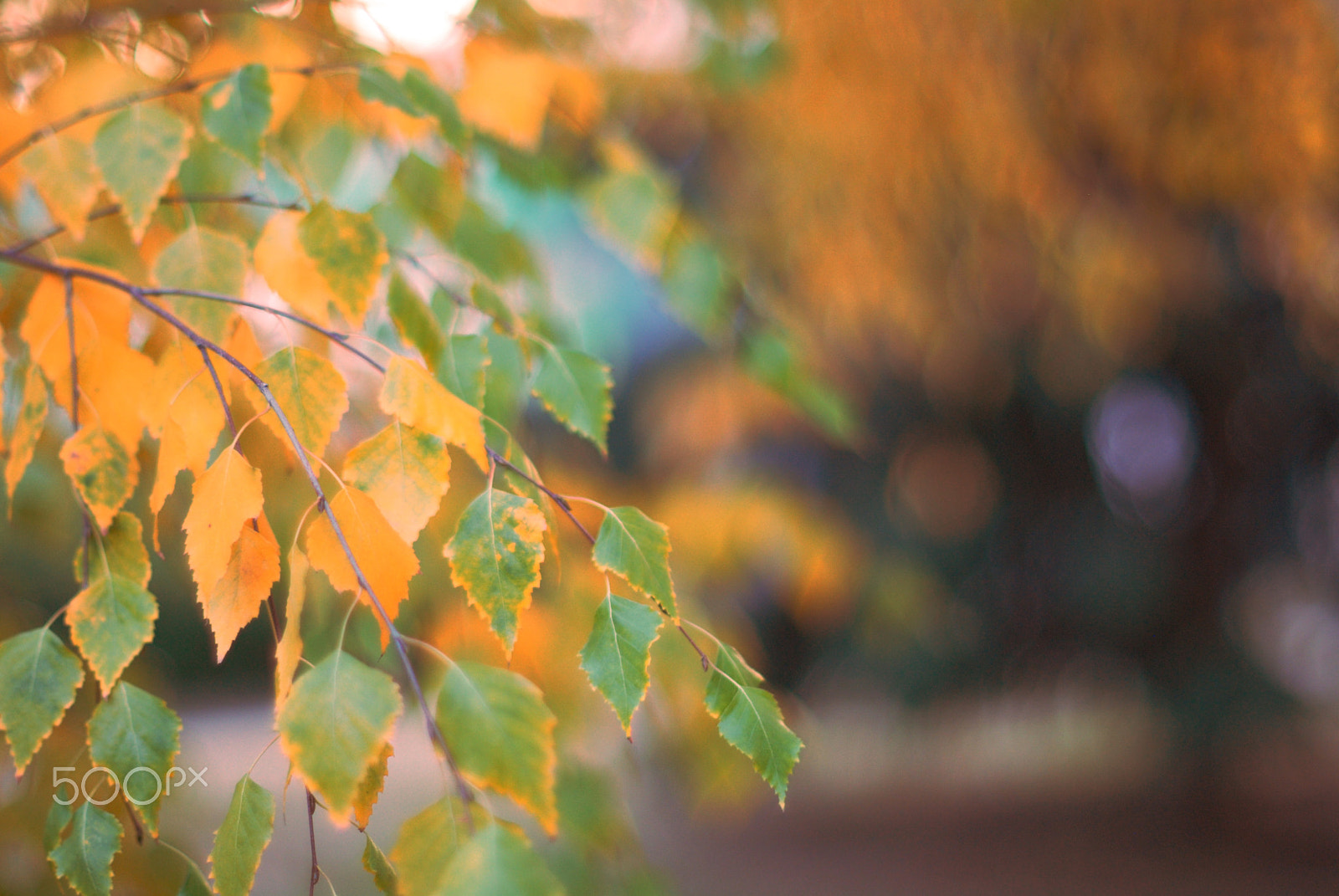 Nikon D200 + Manual Lens No CPU sample photo. Laves of birch photography