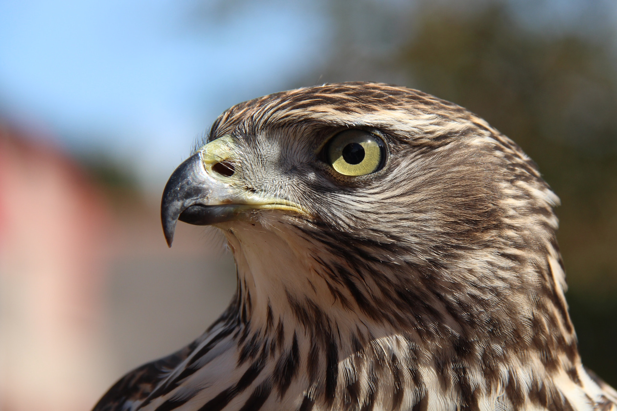 Canon EOS 700D (EOS Rebel T5i / EOS Kiss X7i) + Canon EF-S 18-200mm F3.5-5.6 IS sample photo. I forgot his name, but i have beautiful pictures can make various raptors photography