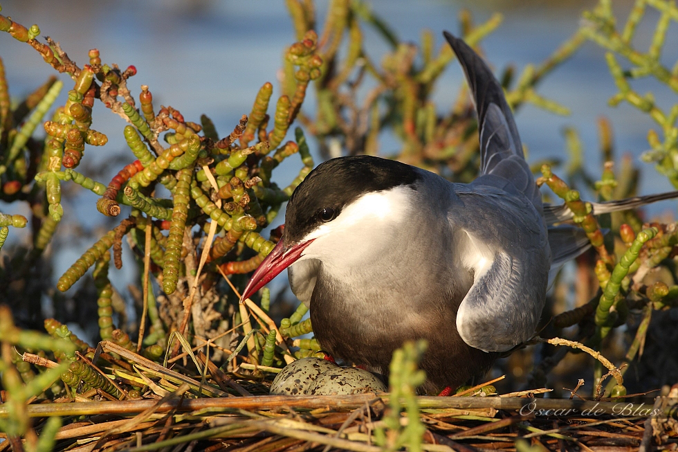 Sigma 120-300mm F2.8 EX DG HSM sample photo. Whiskered tern photography