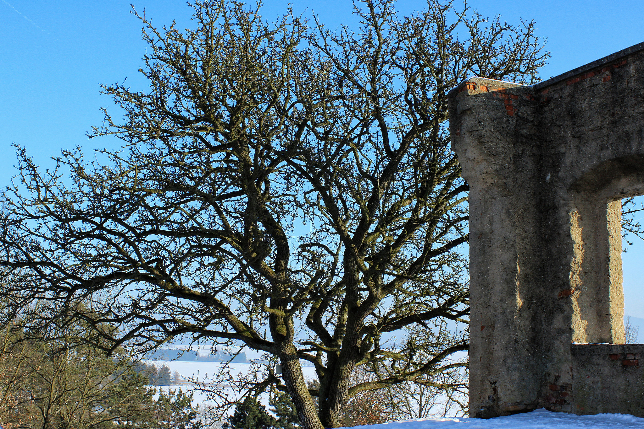 Canon EF 28-90mm f/4-5.6 sample photo. Tree photography