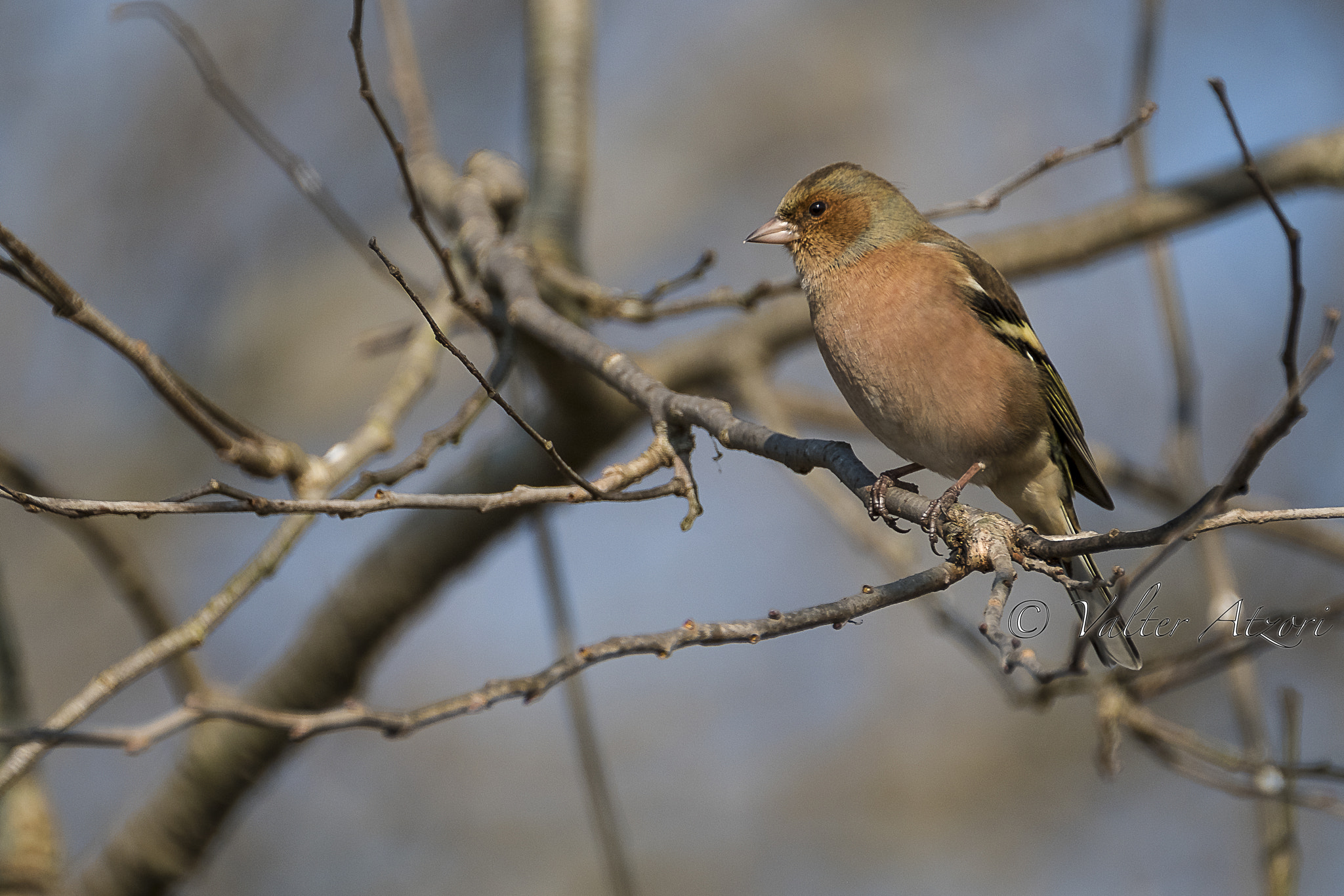 XF100-400mmF4.5-5.6 R LM OIS WR + 1.4x sample photo. Finch photography